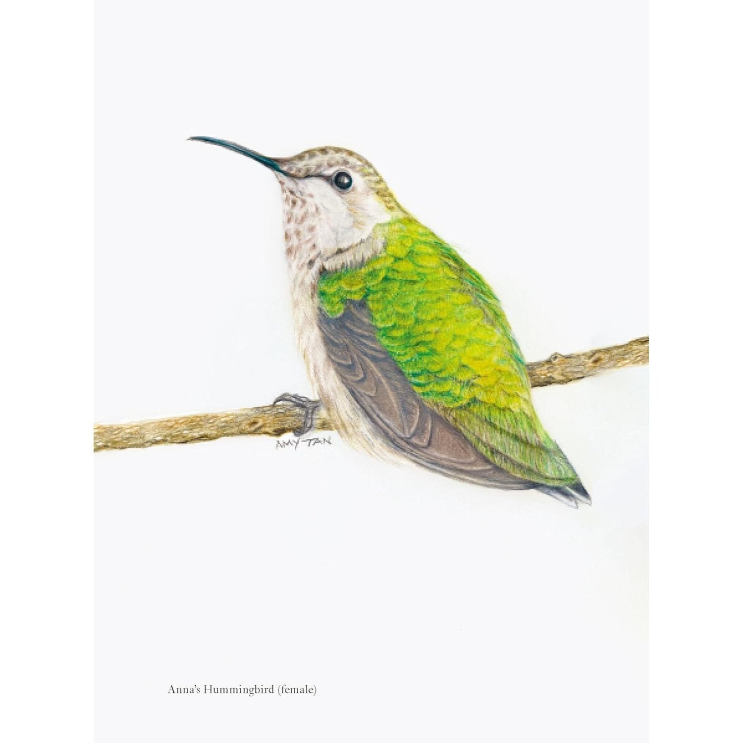 The Backyard Bird Chronicles (Spiral Bound)