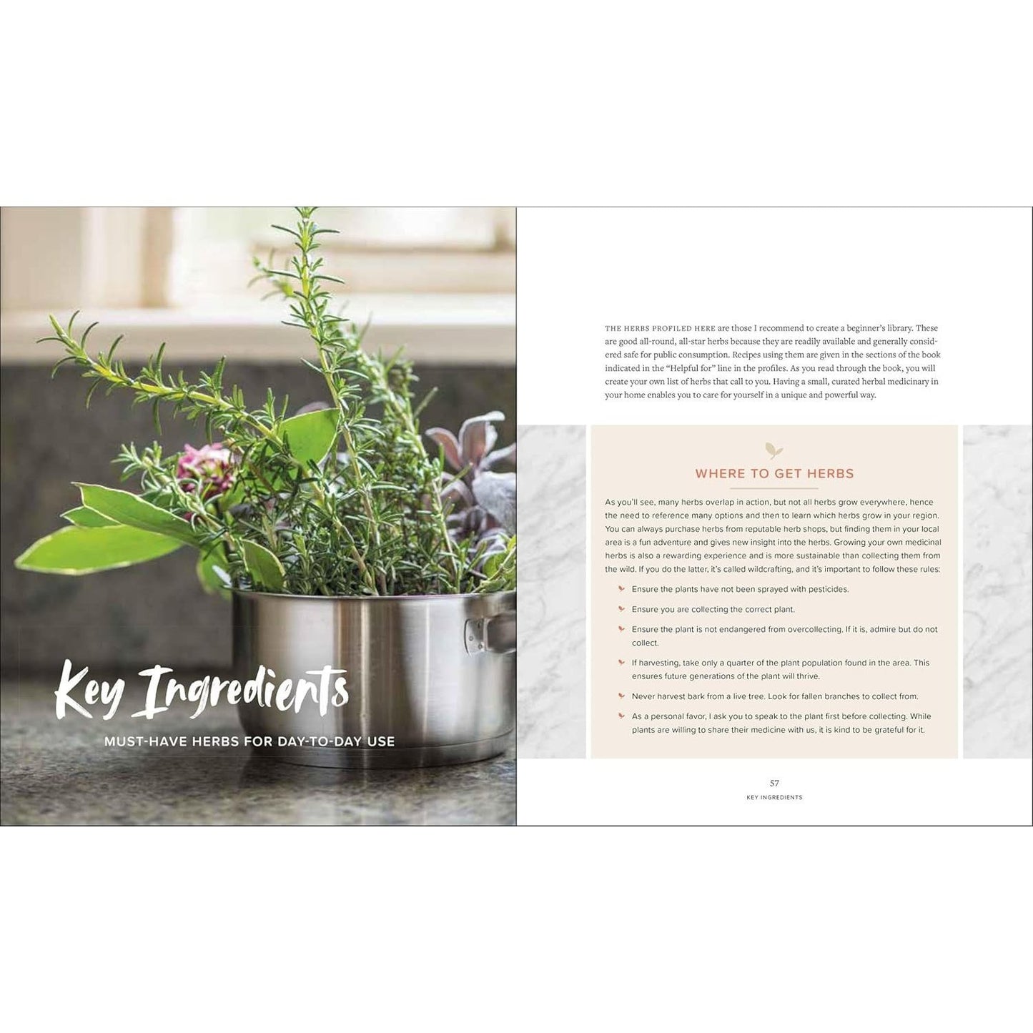 Master Recipes from the Herbal Apothecary: 375 Tinctures, Salves, Teas, Capsules, Oils, and Washes for Whole-Body Health and Wellness (Spiral Bound)