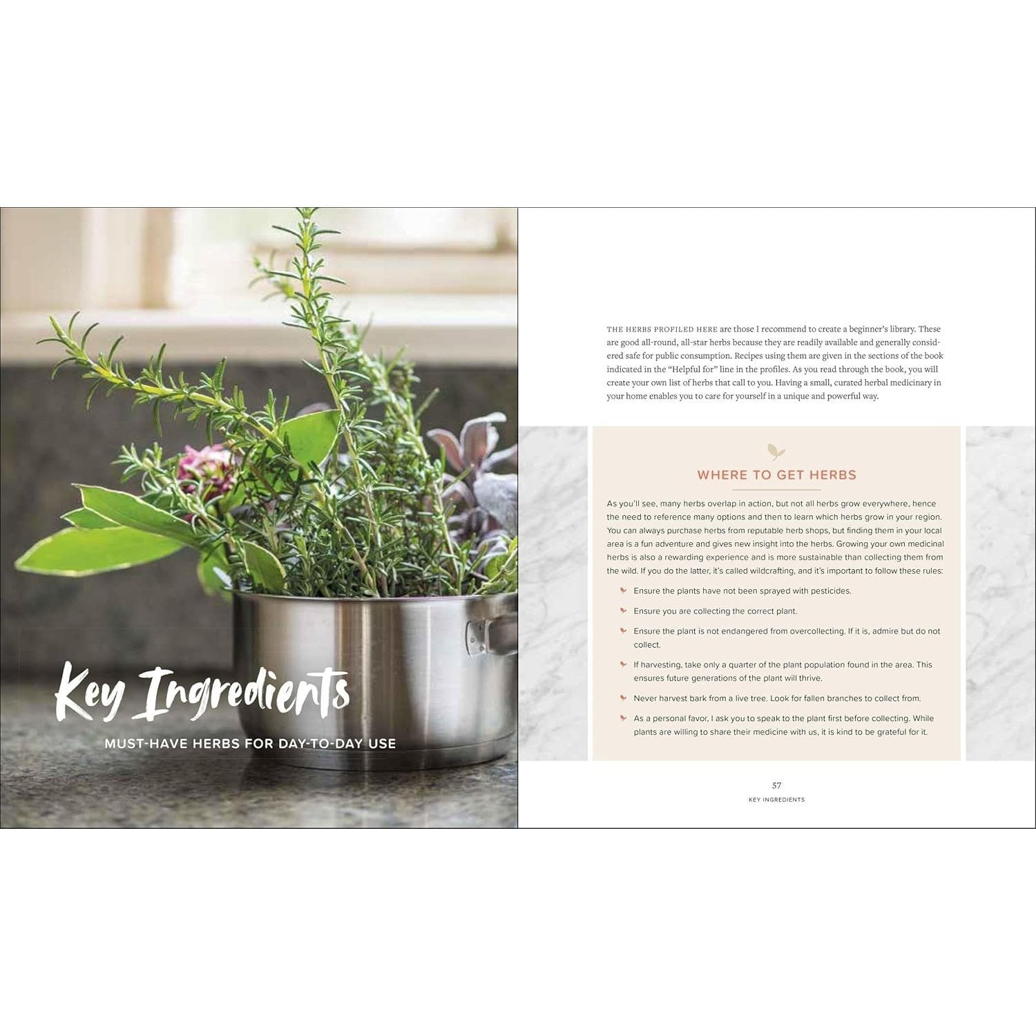 Master Recipes from the Herbal Apothecary: 375 Tinctures, Salves, Teas, Capsules, Oils, and Washes for Whole-Body Health and Wellness (Spiral Bound)