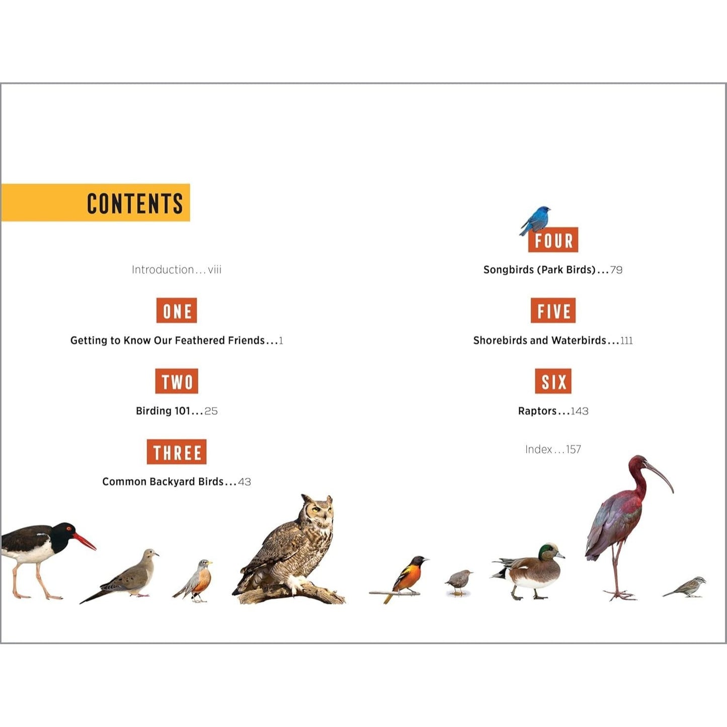 North American Bird Watching for Beginners: Field Notes on 150 Species to Start Your Birding Adventures (Spiral Bound)