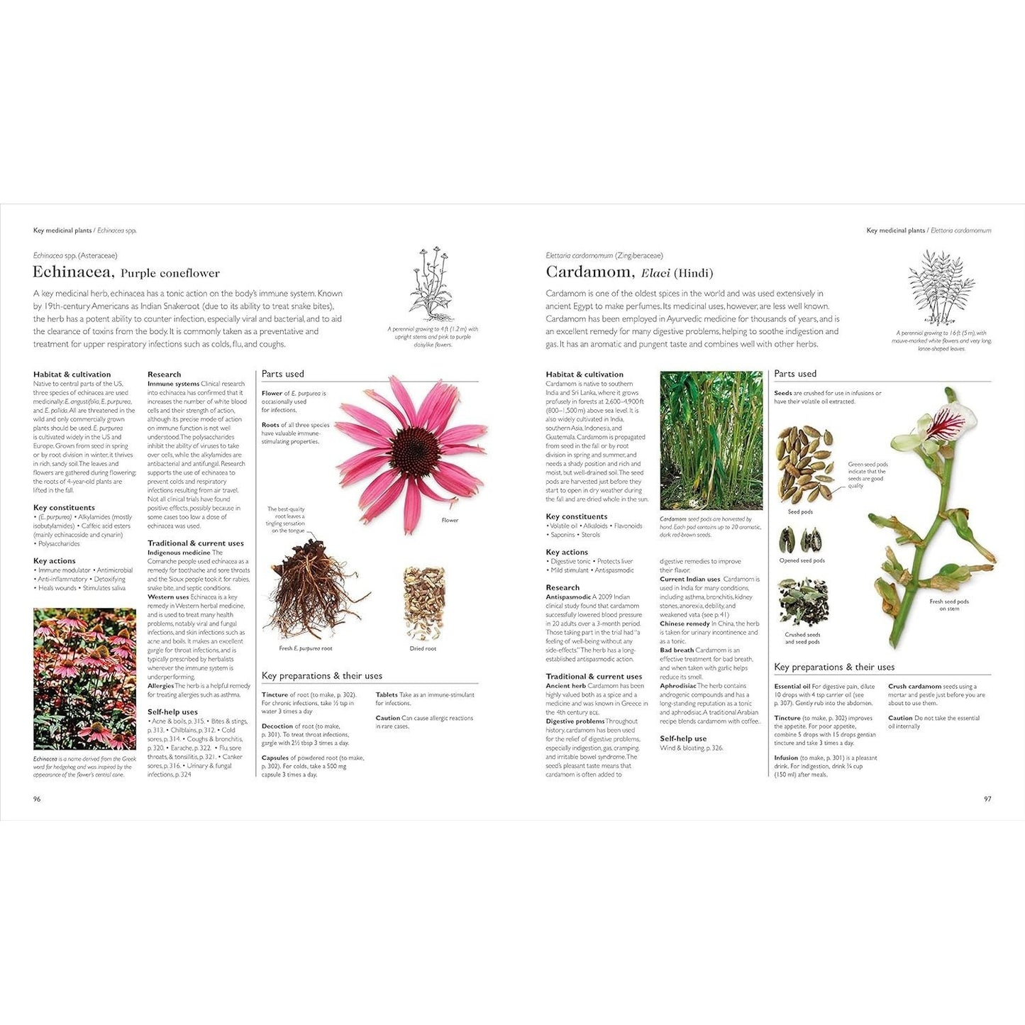 Encyclopedia of Herbal Medicine New Edition: 560 Herbs and Remedies for Common Ailments