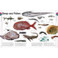 The Animal Book: A Visual Encyclopedia of Life on Earth (Spiral Bound)