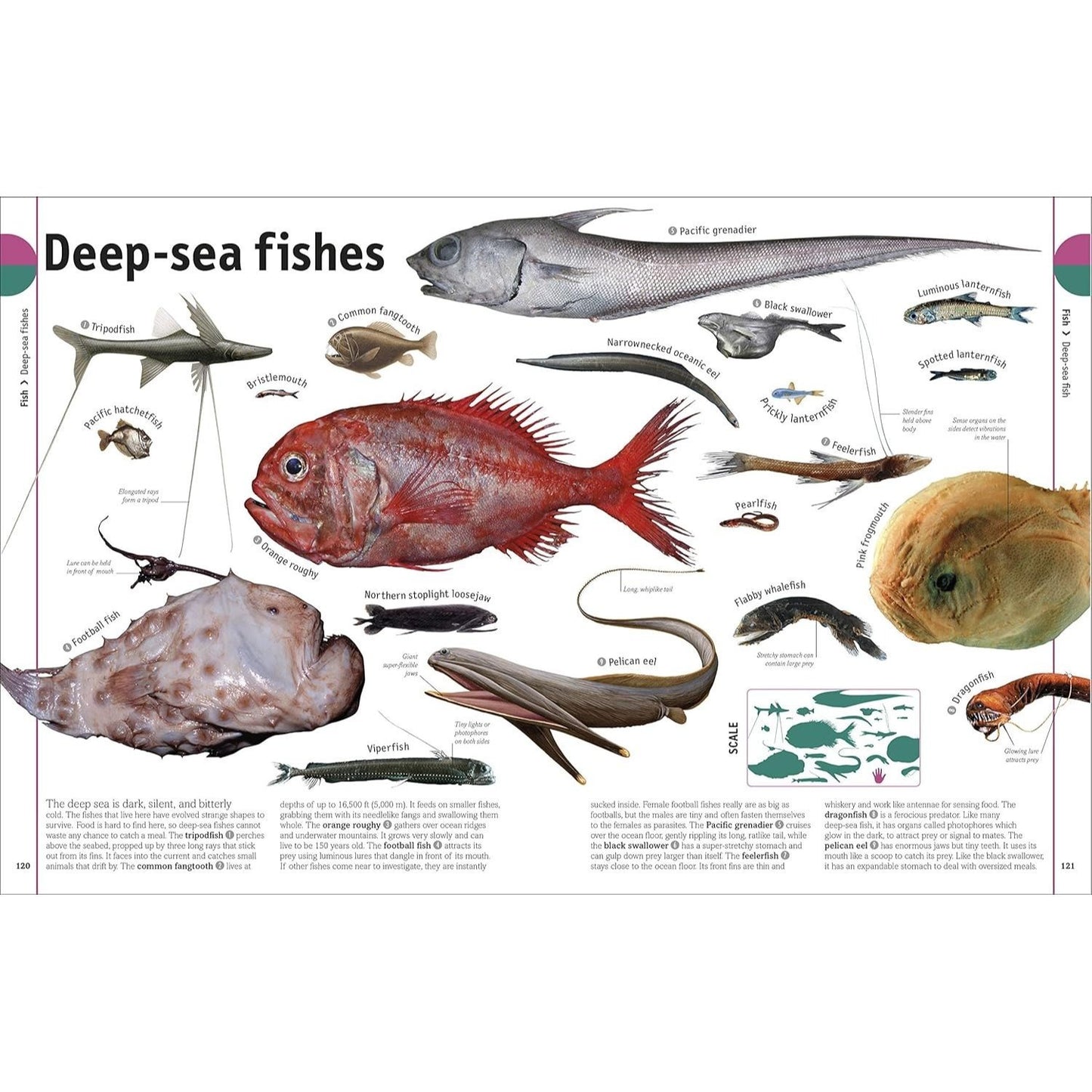 The Animal Book: A Visual Encyclopedia of Life on Earth (Spiral Bound)