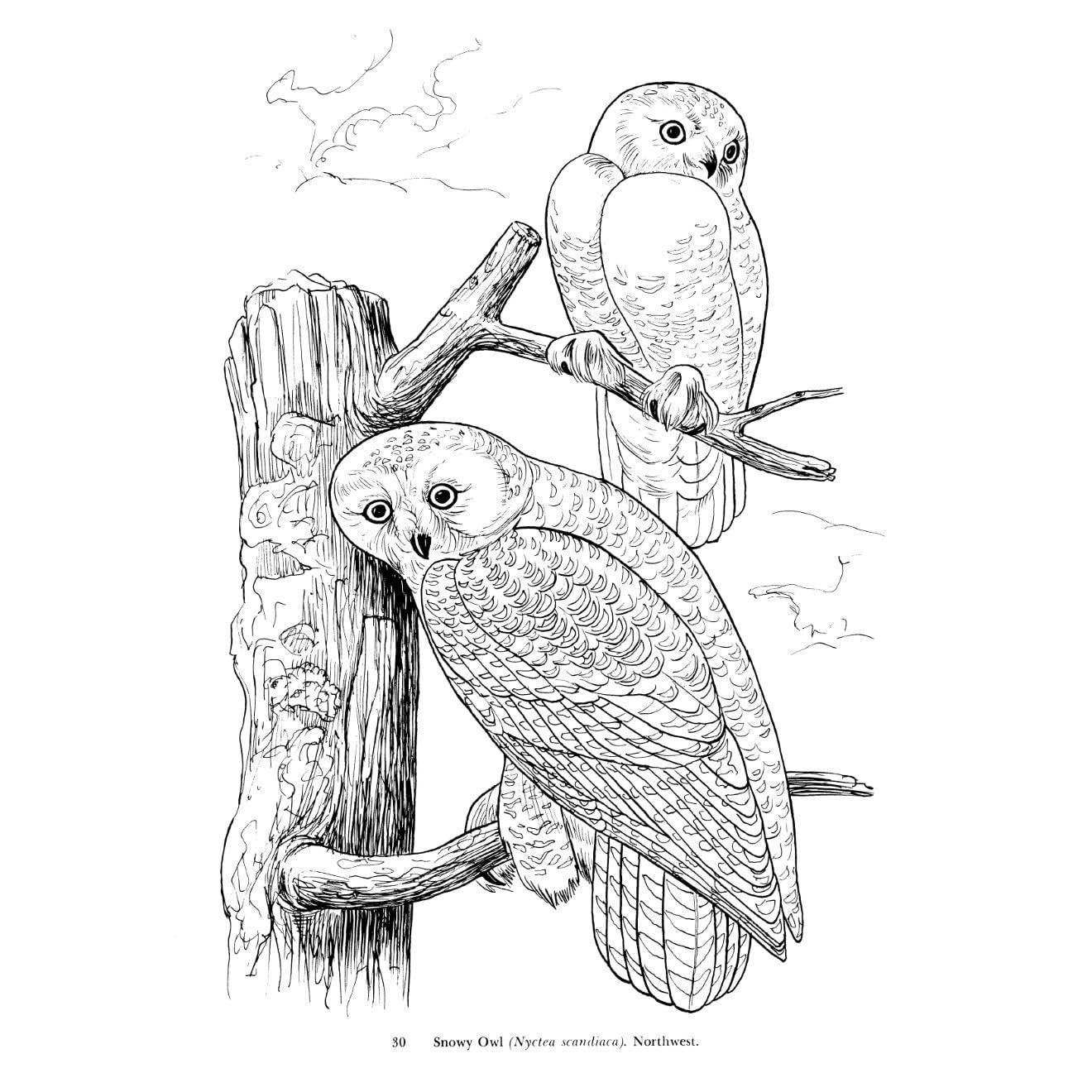 Audubon's Birds of America Coloring Book