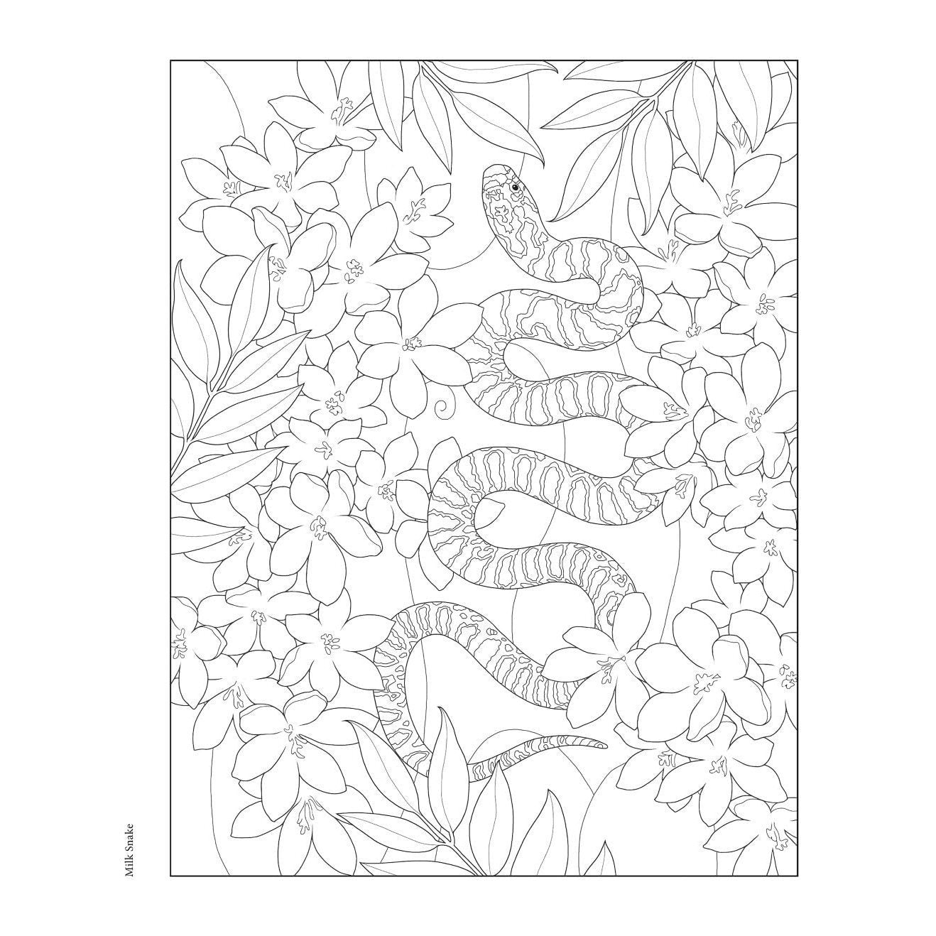 Creative Haven Forest & Woodland Wildlife Coloring Book