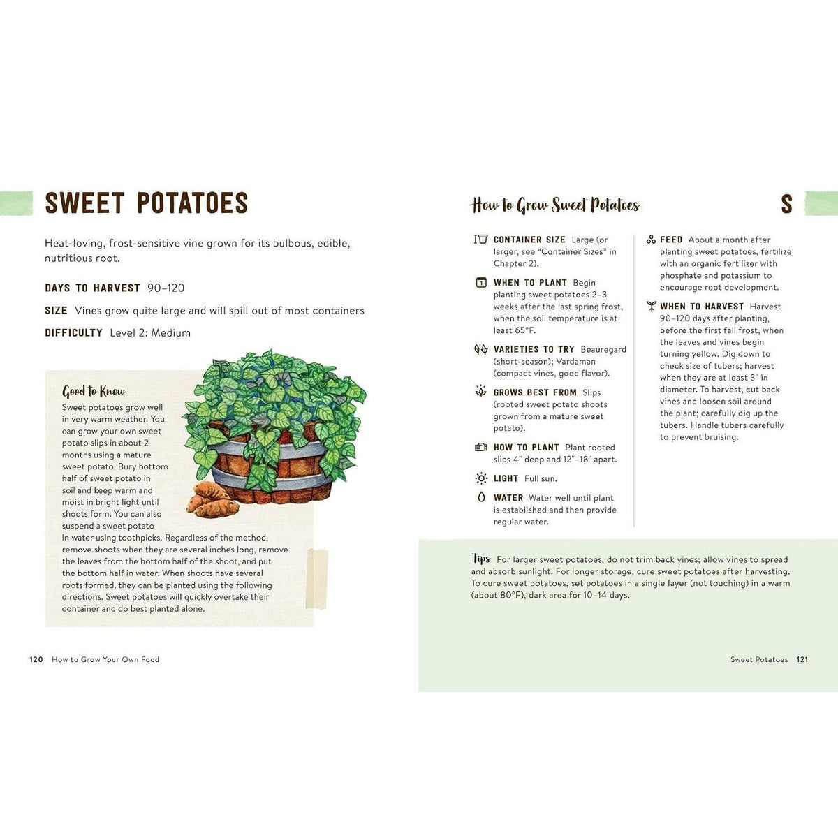 How to Grow Your Own Food: An Illustrated Beginner's Guide to Container Gardening