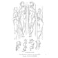 Constructive Anatomy: With Almost 500 Illustrations (Revised) (Dover Anatomy for Artists) (Spiral Bound)