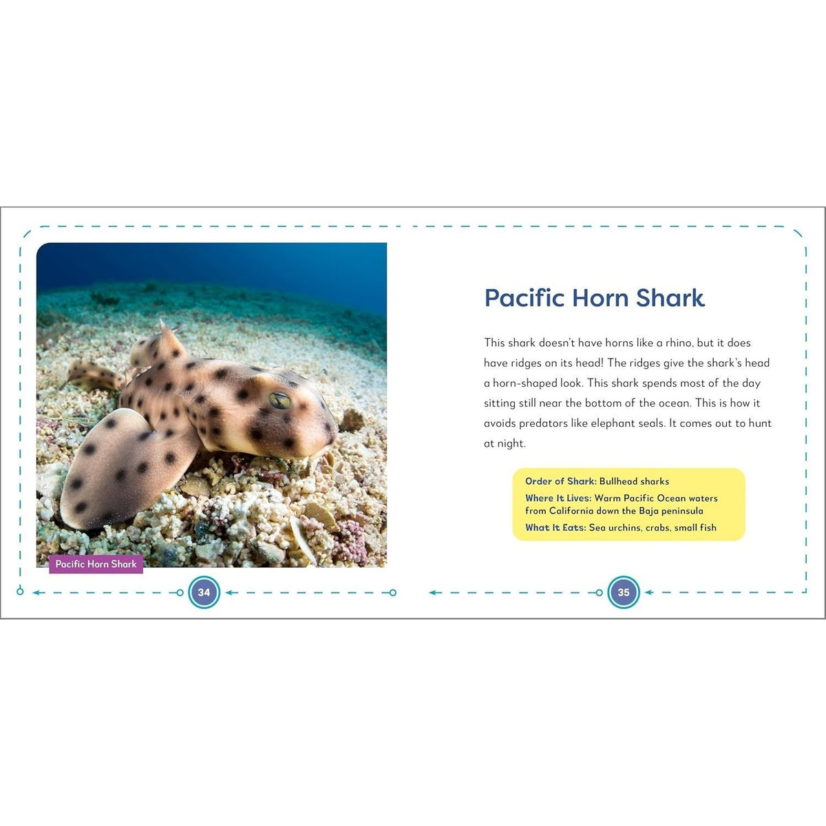 My First Book of Sharks: All about the Largest Fish in the Sea for Kids