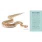 Snakes for Kids: A Junior Scientist's Guide to Venom, Scales, and Life in the Wild (Junior Scientists)