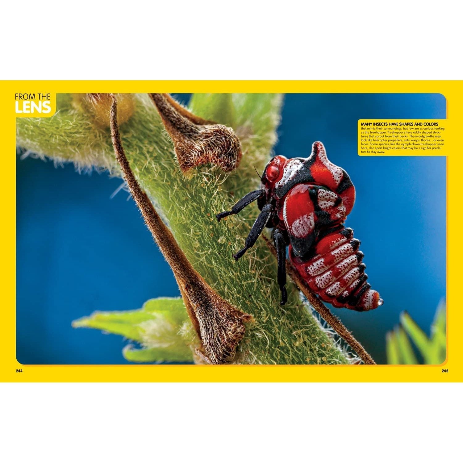 National Geographic Kids Animal Encyclopedia, 2nd Edition: 2,500 Animals with Photos, Maps, and More! (Spiral Bound)
