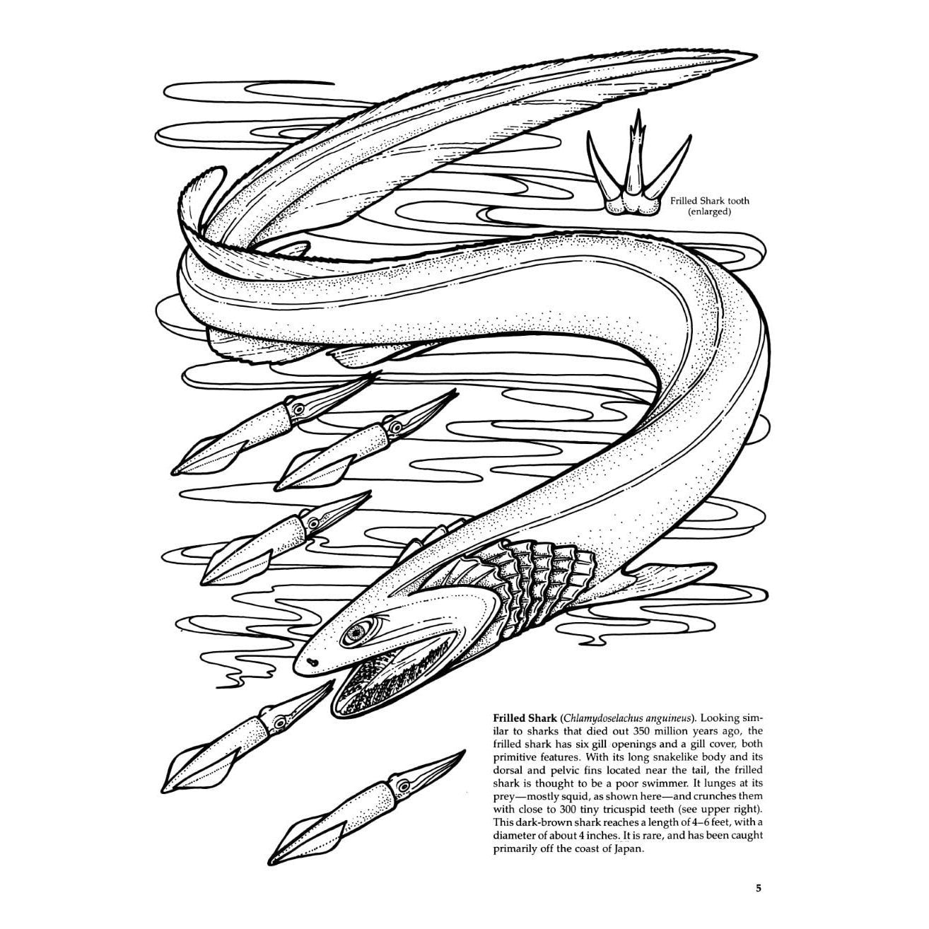Sharks of the World Coloring Book