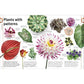 Trees, Leaves, Flowers and Seeds: A Visual Encyclopedia of the Plant Kingdom (DK Our World in Pictures) (Spiral Bound)