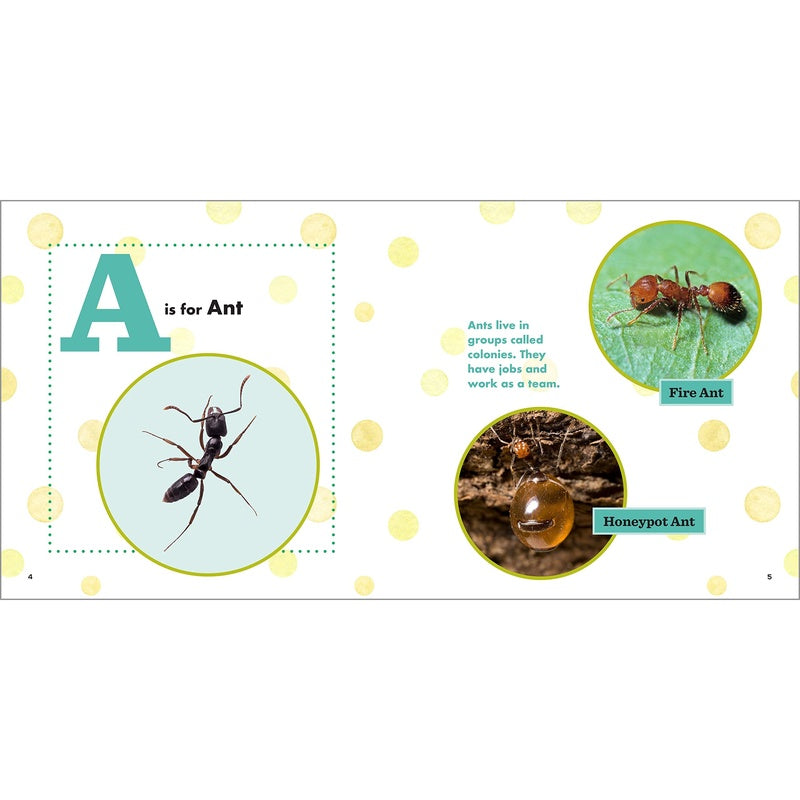 ABC Bug Book for Kids (Spiral Bound)