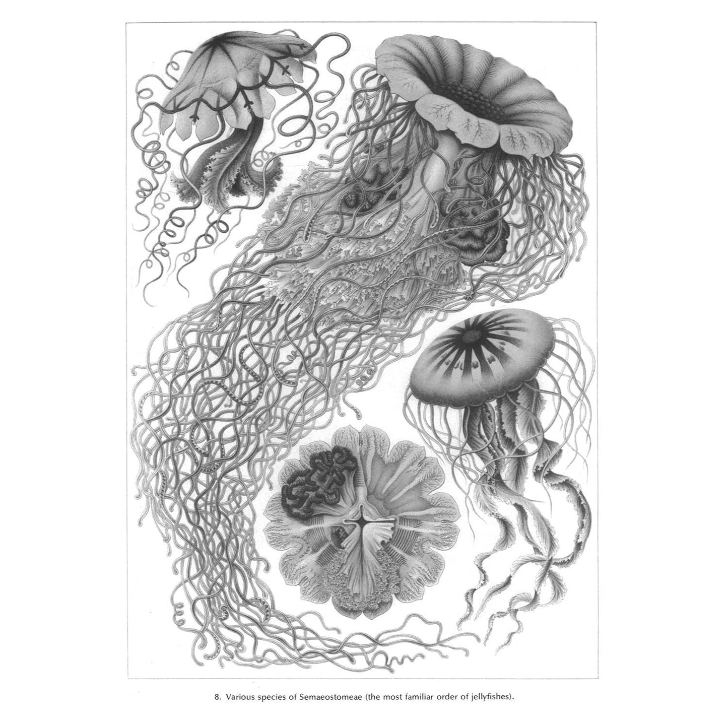 Art Forms in Nature (Revised)