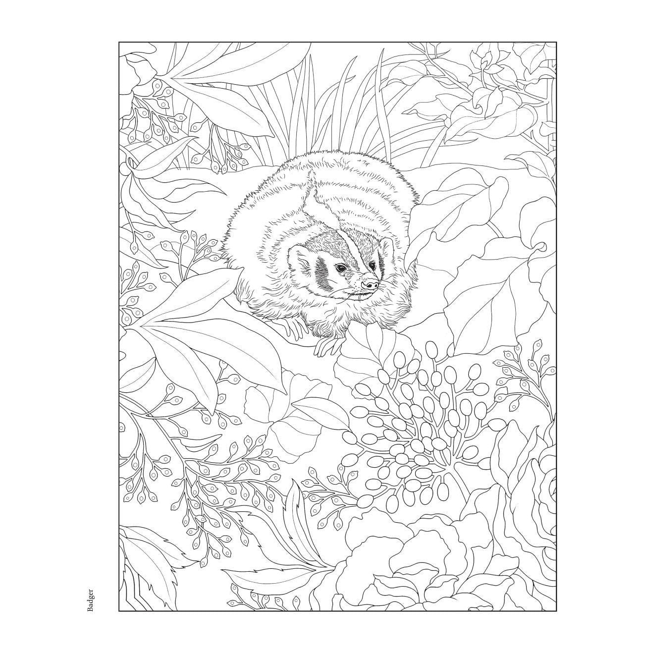 Creative Haven Forest & Woodland Wildlife Coloring Book