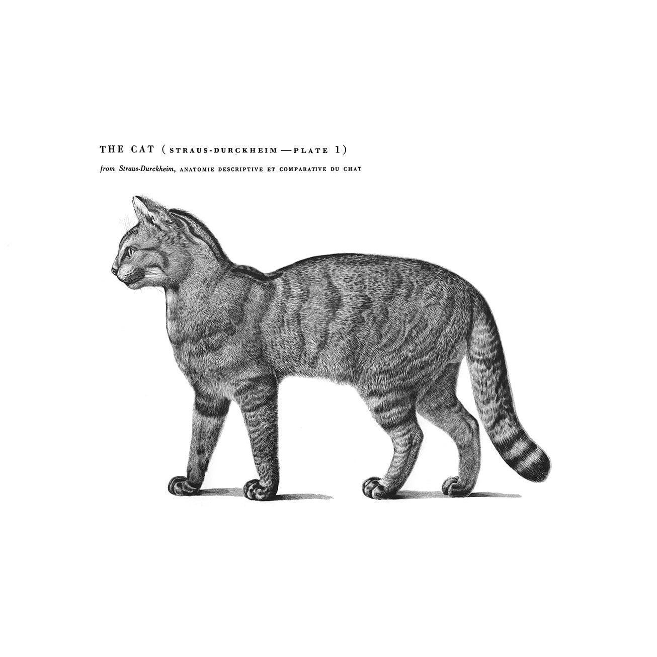 An Atlas of Animal Anatomy for Artists