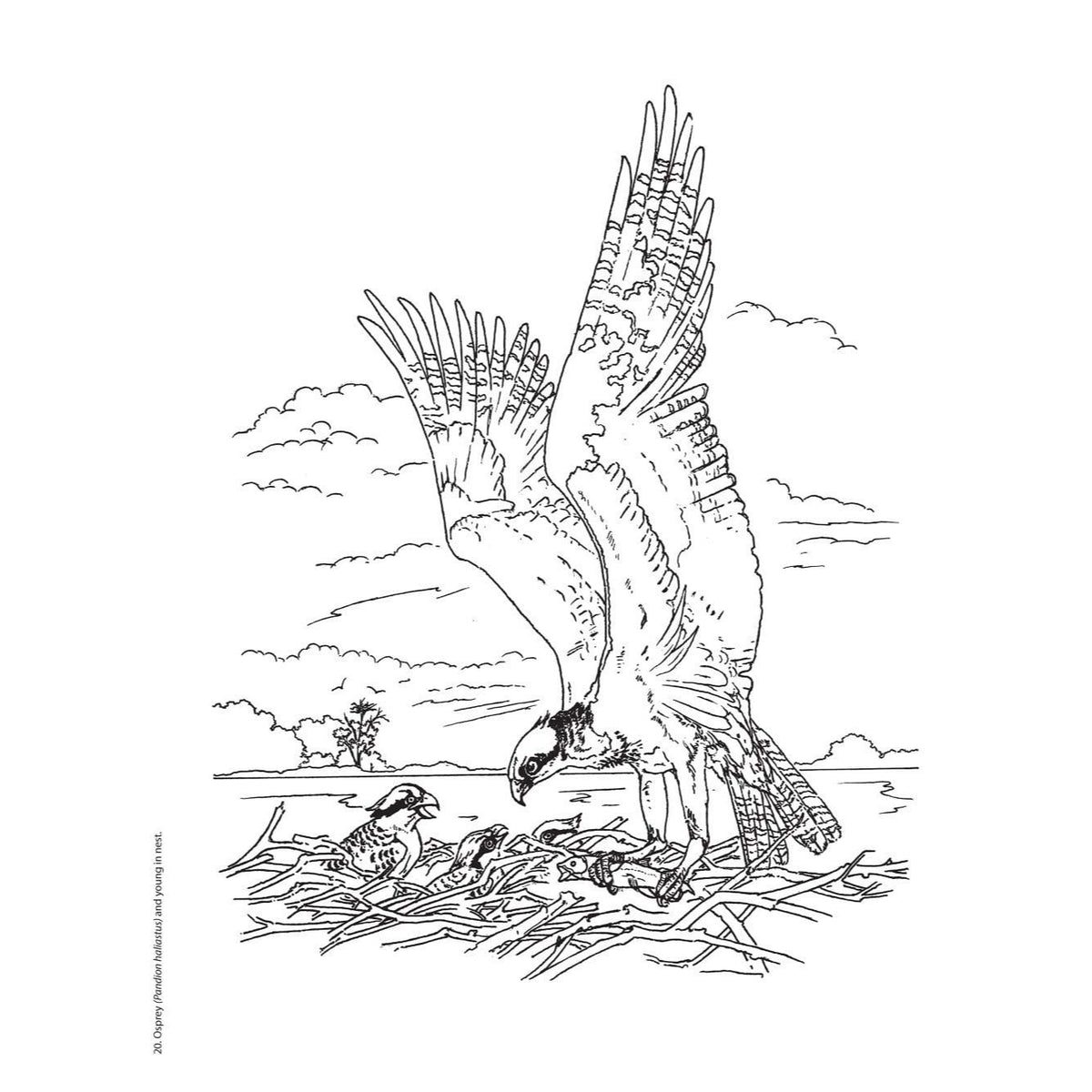 Creative Haven Beautiful Birds Coloring Book