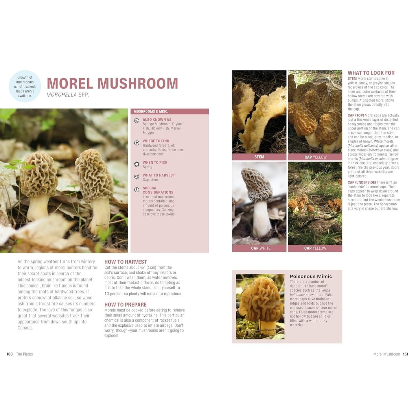 Foraging: Explore Nature's Bounty and Turn Your Foraged Finds Into Flavorful Feasts (Spiral Bound)