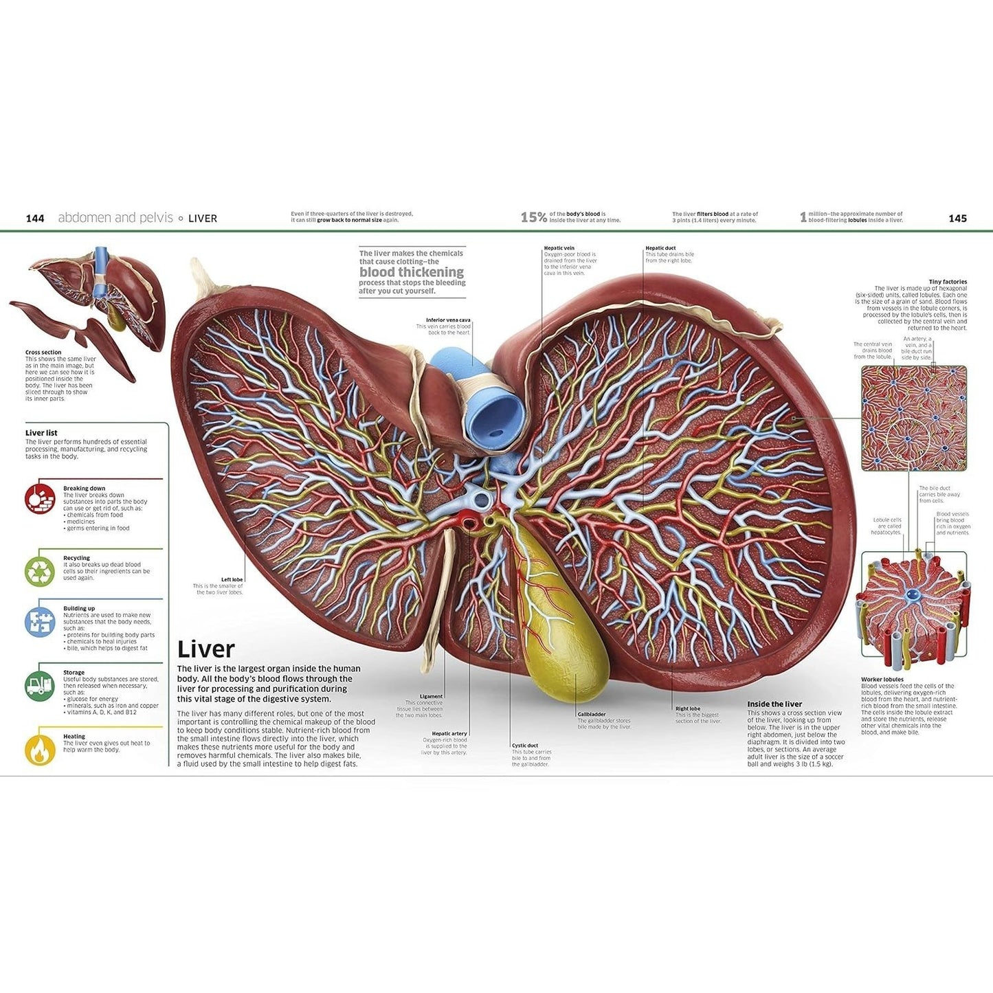 Knowledge Encyclopedia Human Body!