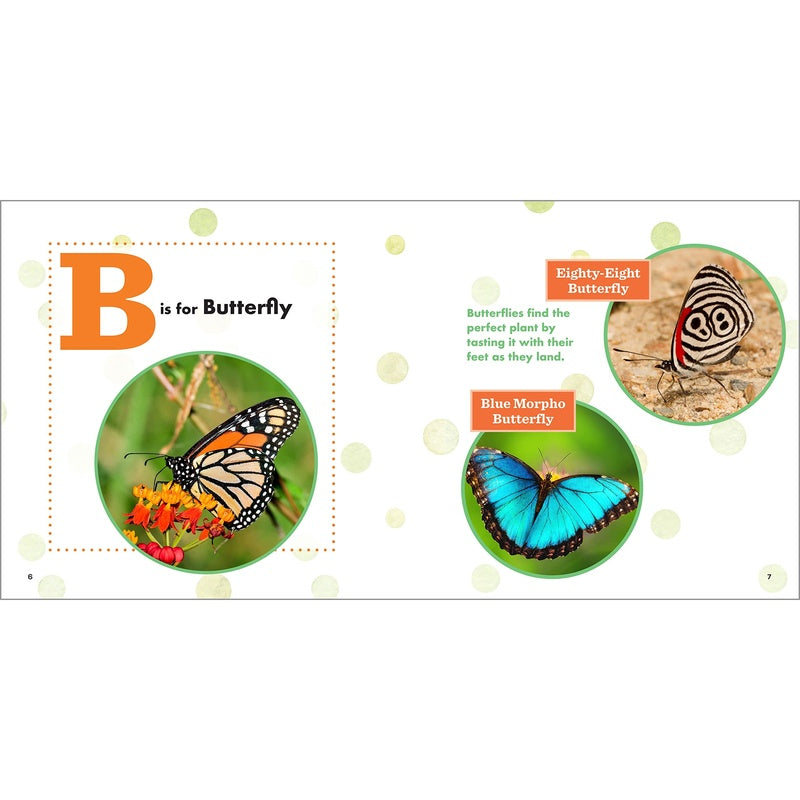 ABC Bug Book for Kids (Spiral Bound)