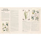 100 Plants That Heal: The Illustrated Herbarium of Medicinal Plants