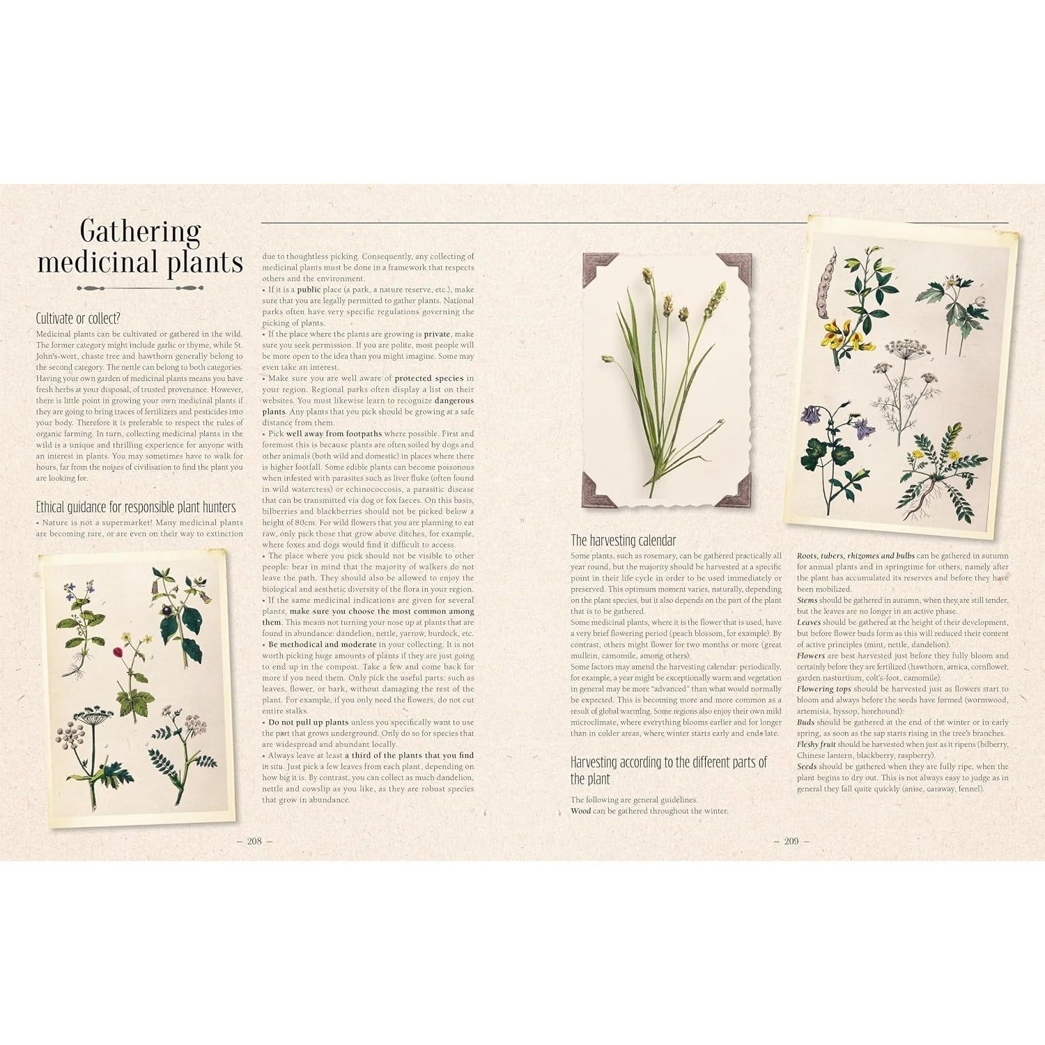 100 Plants That Heal: The Illustrated Herbarium of Medicinal Plants