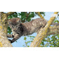 The Cat Encyclopedia: The Definitive Visual Guide (DK Pet Encyclopedias) (Spiral Bound)