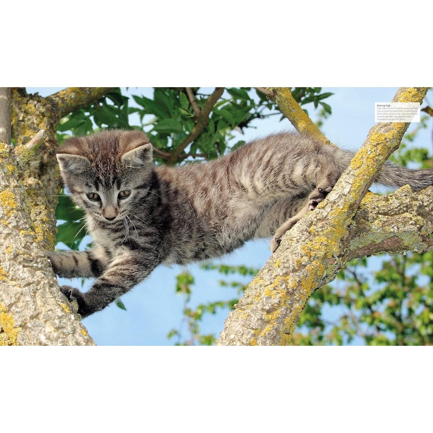 The Cat Encyclopedia: The Definitive Visual Guide (DK Pet Encyclopedias) (Spiral Bound)