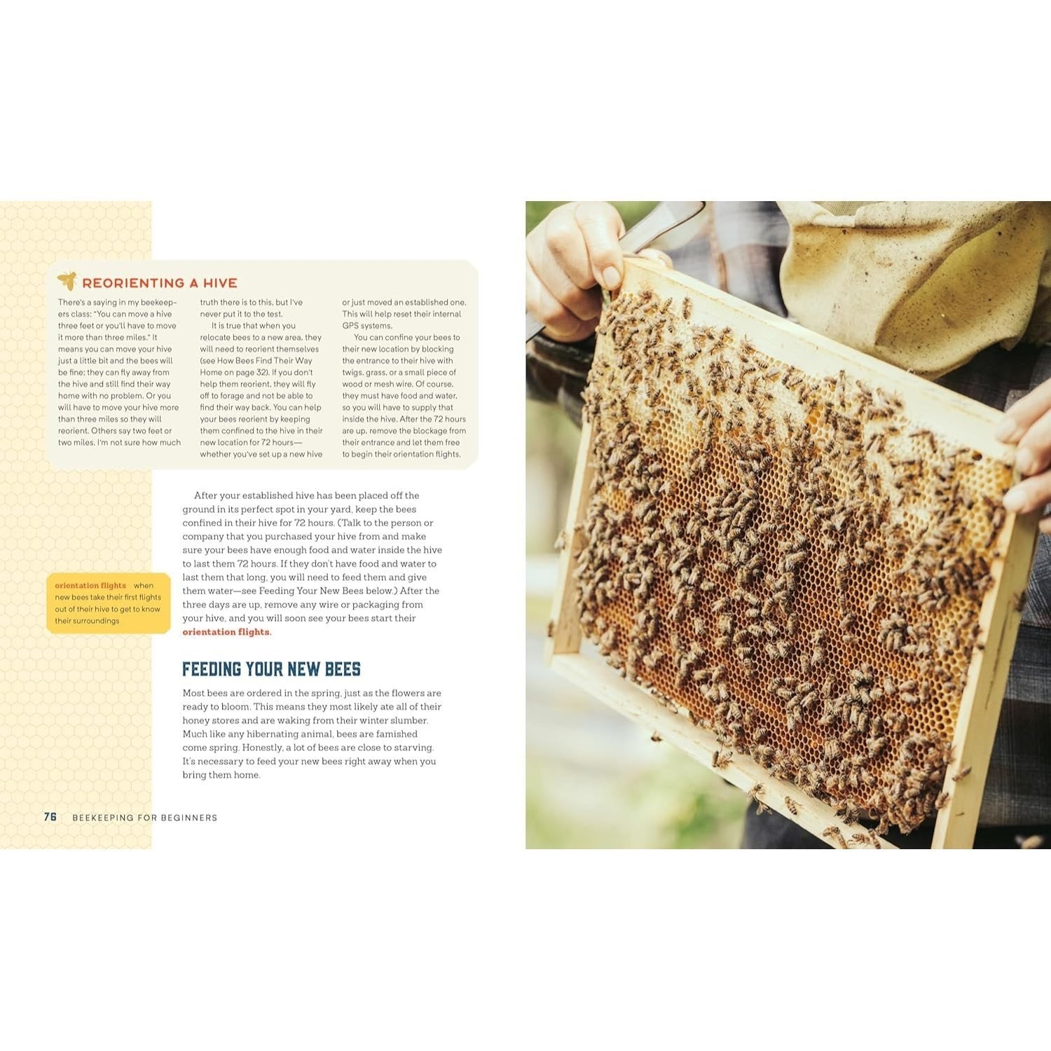 Beekeeping for Beginners: How to Raise Your First Bee Colonies (Spiral Bound)