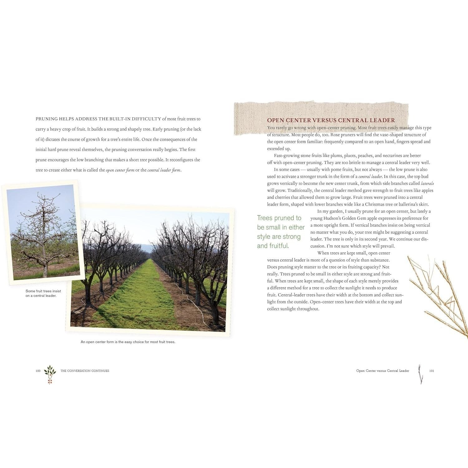 Grow a Little Fruit Tree: Simple Pruning Techniques for Small-Space, Easy-Harvest Fruit Trees (Spiral Bound)