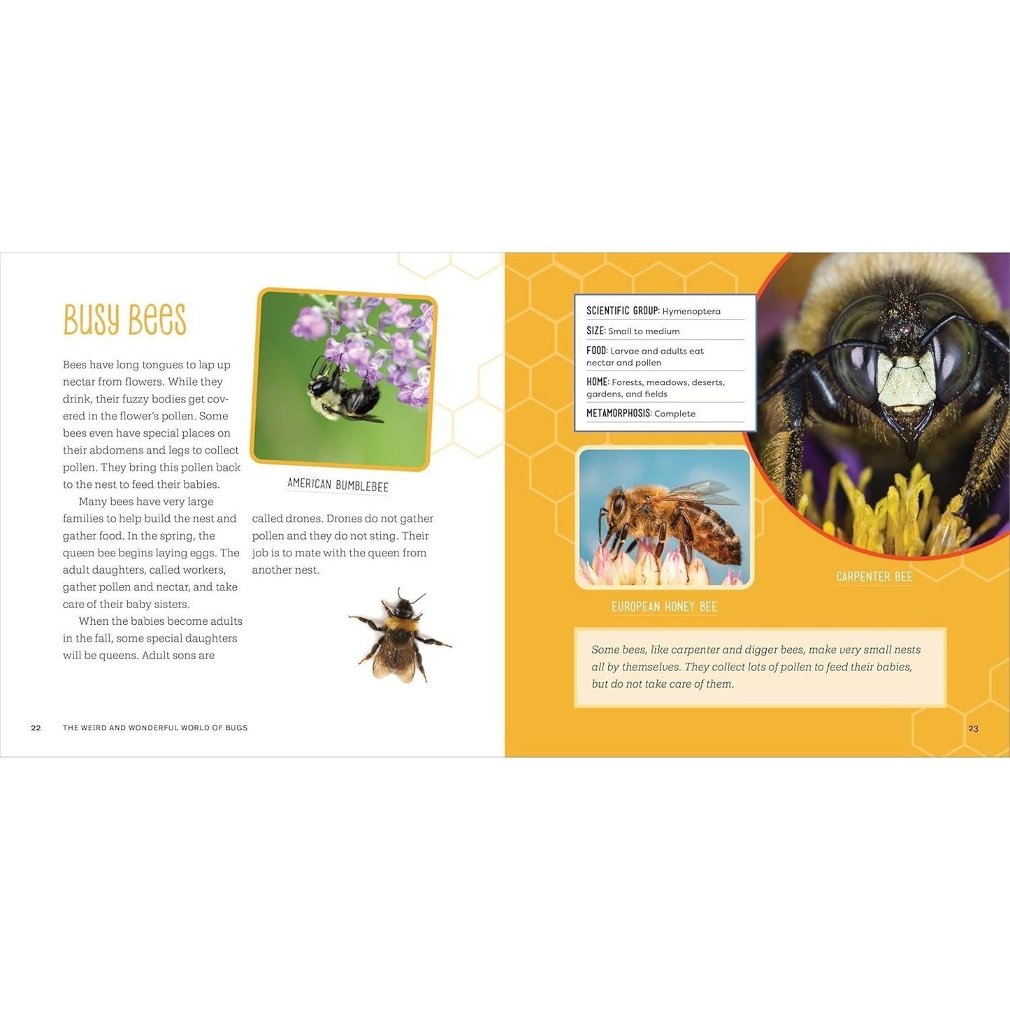 The Weird and Wonderful World of Bugs: A Book about Beetles, Butterflies, and Other Fascinating Insects