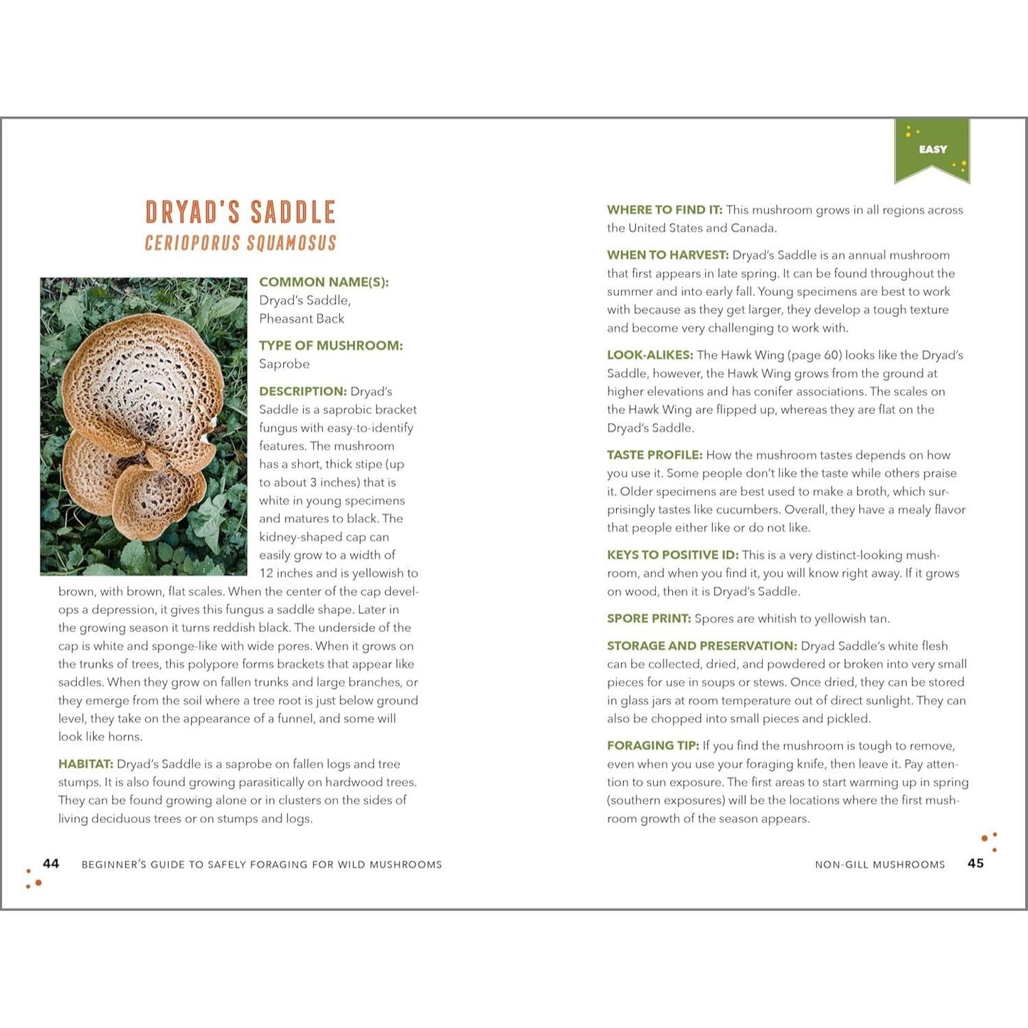 Beginner's Guide to Safely Foraging for Wild Mushrooms: Identifying and Collecting Mushrooms Sustainably with Confidence
