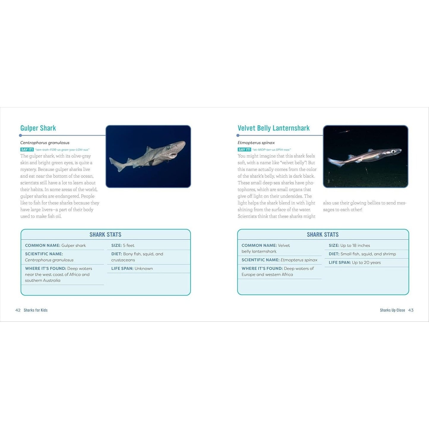 Sharks for Kids: A Junior Scientist's Guide to Great Whites, Hammerheads, and Other Sharks in the Sea
