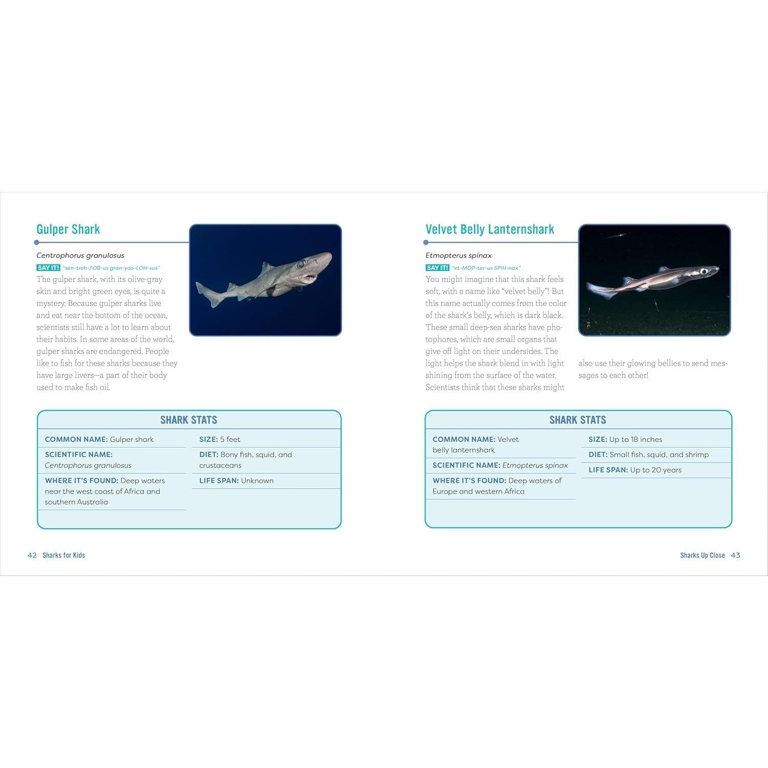 Sharks for Kids: A Junior Scientist's Guide to Great Whites, Hammerheads, and Other Sharks in the Sea