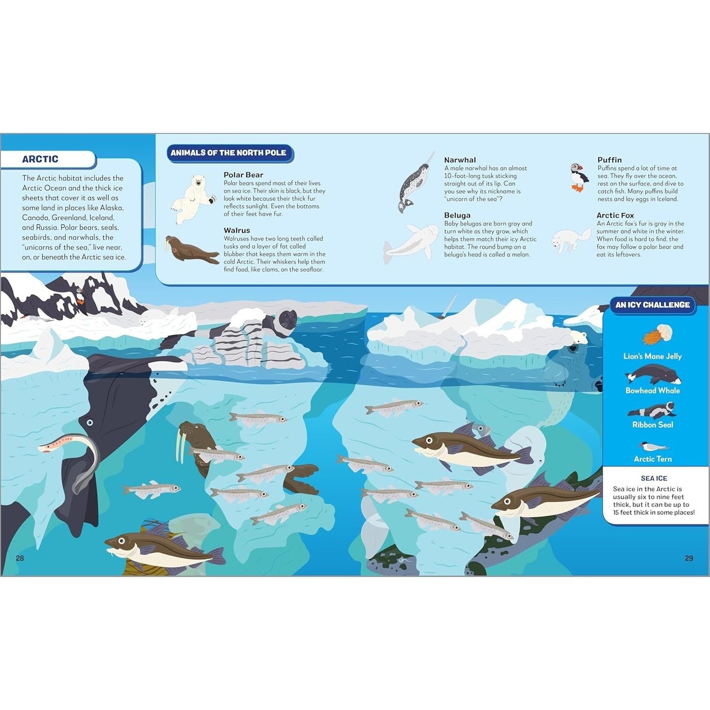 Search the Ocean, Find the Animals