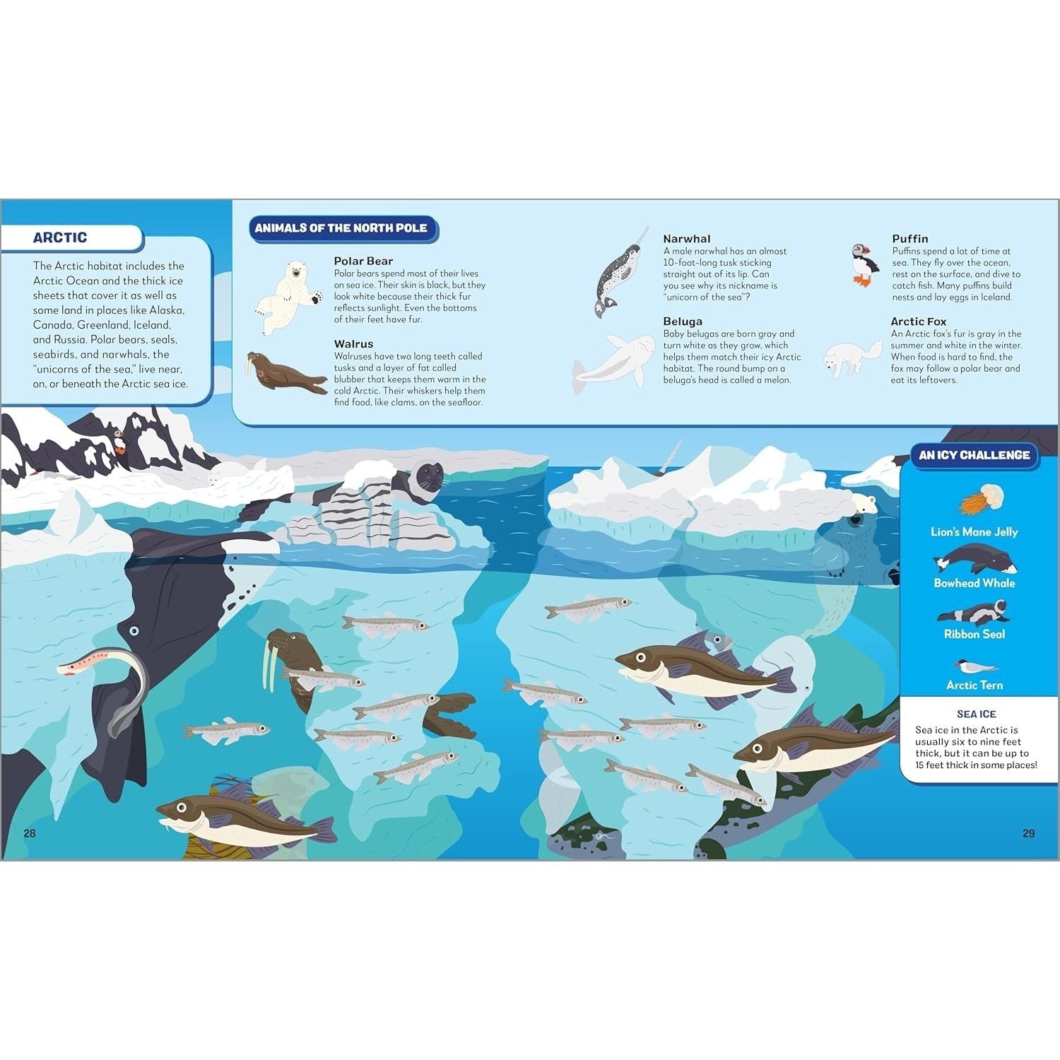 Search the Ocean, Find the Animals