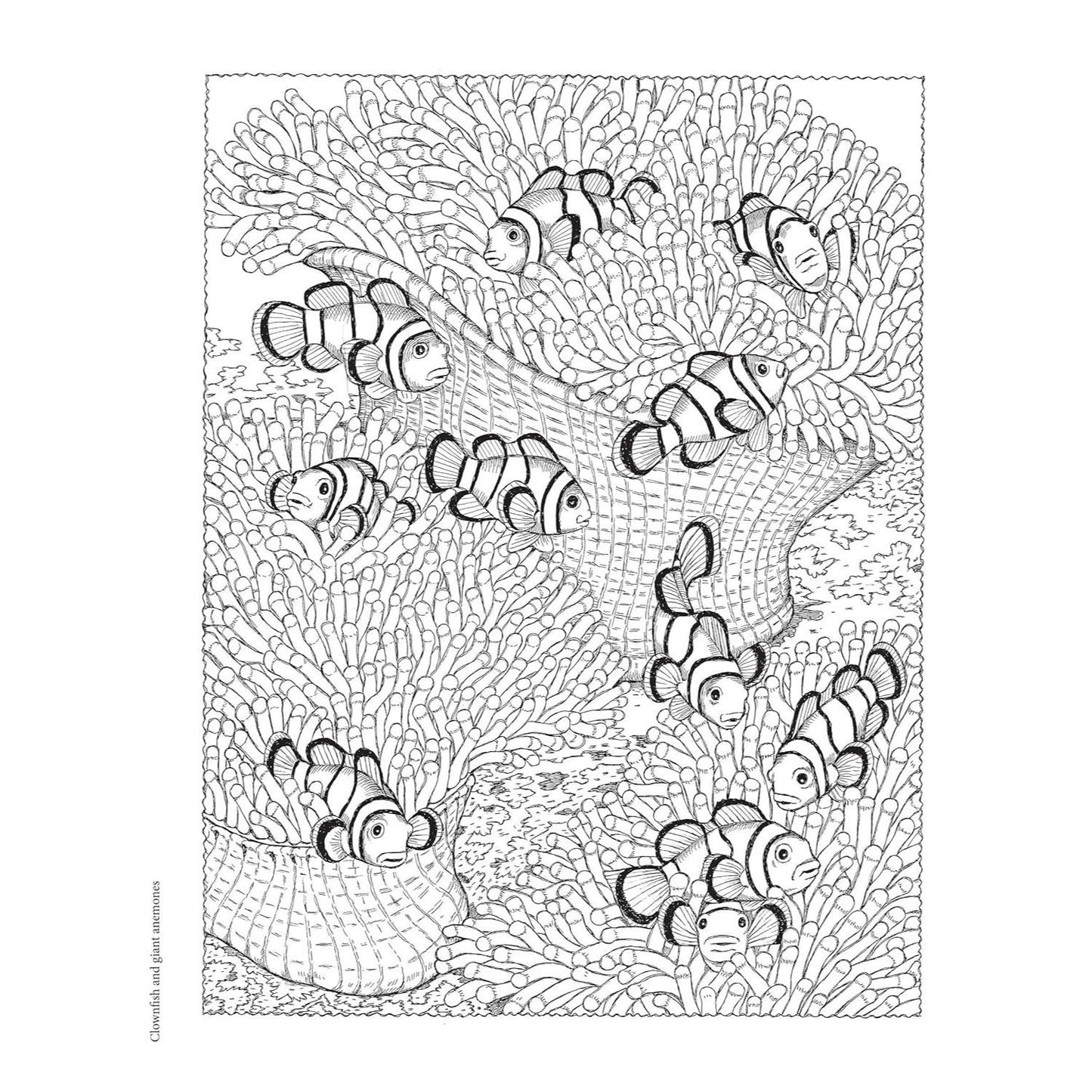 NatureScapes (First Edition, First)