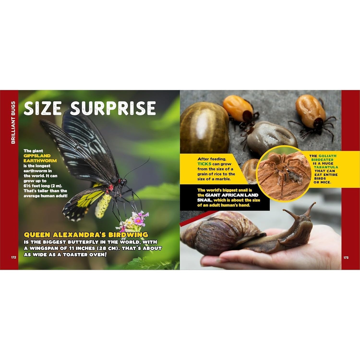 The Fascinating Bug Book for Kids: 500 Startling Facts!