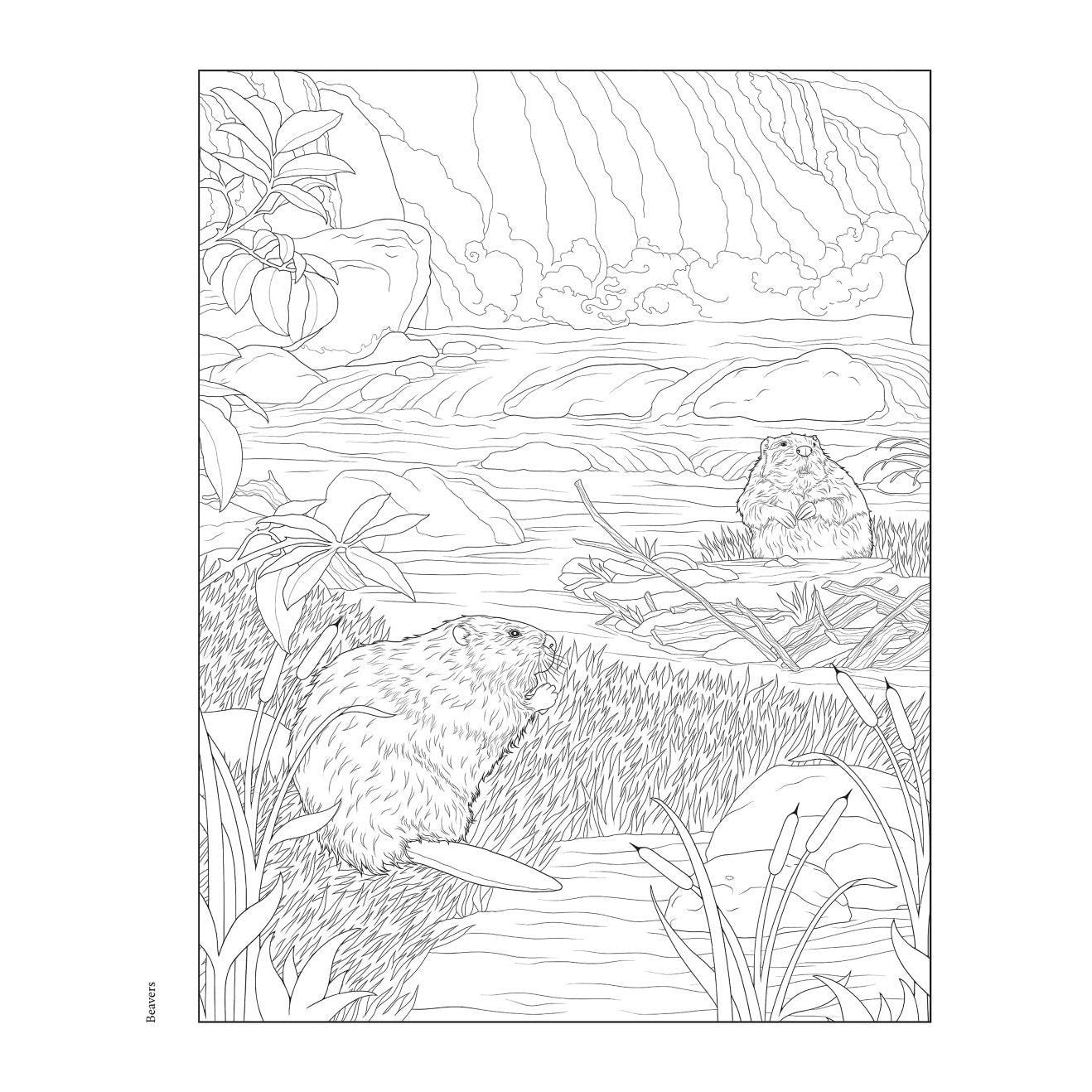 Creative Haven Forest & Woodland Wildlife Coloring Book