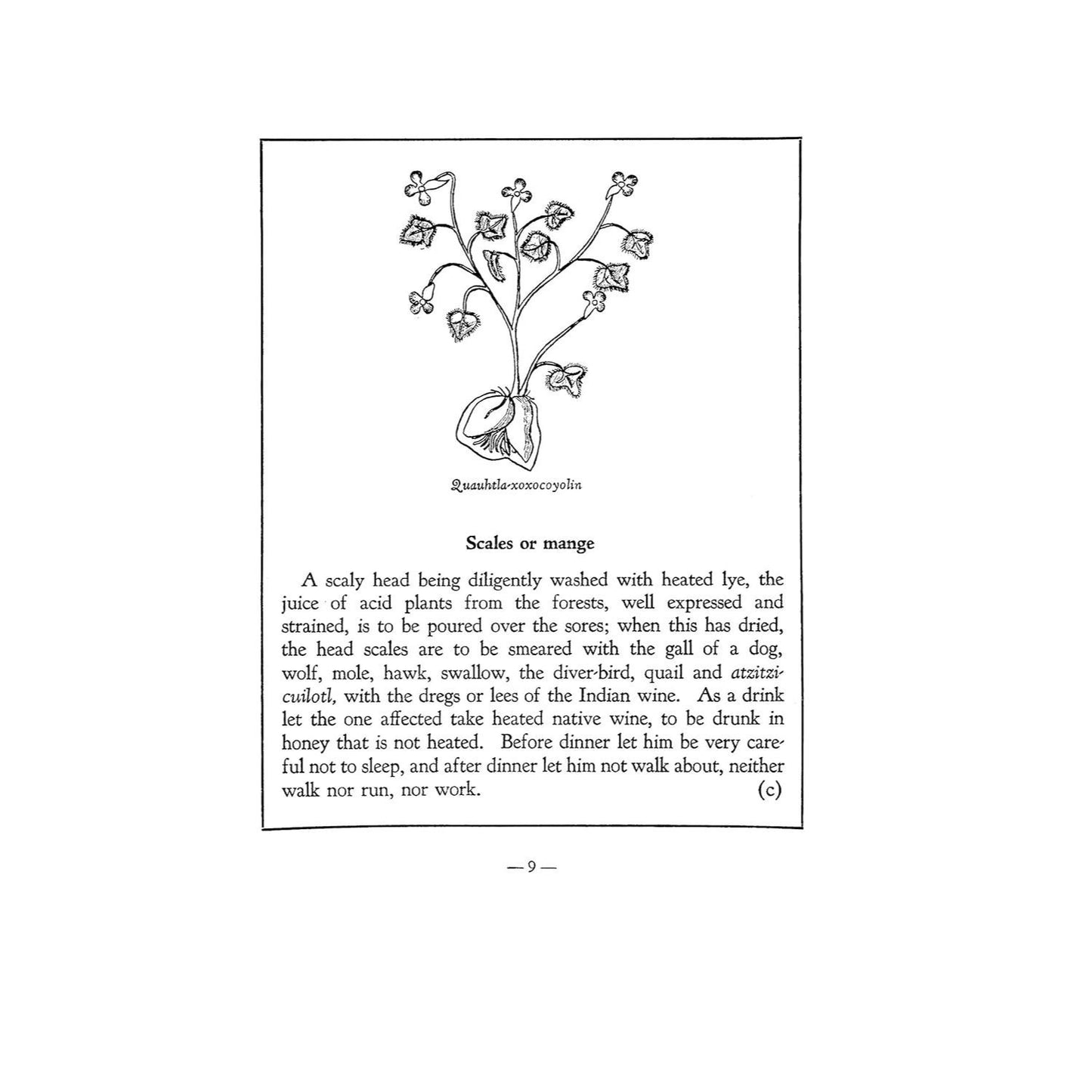 An Aztec Herbal: The Classic Codex of 1552