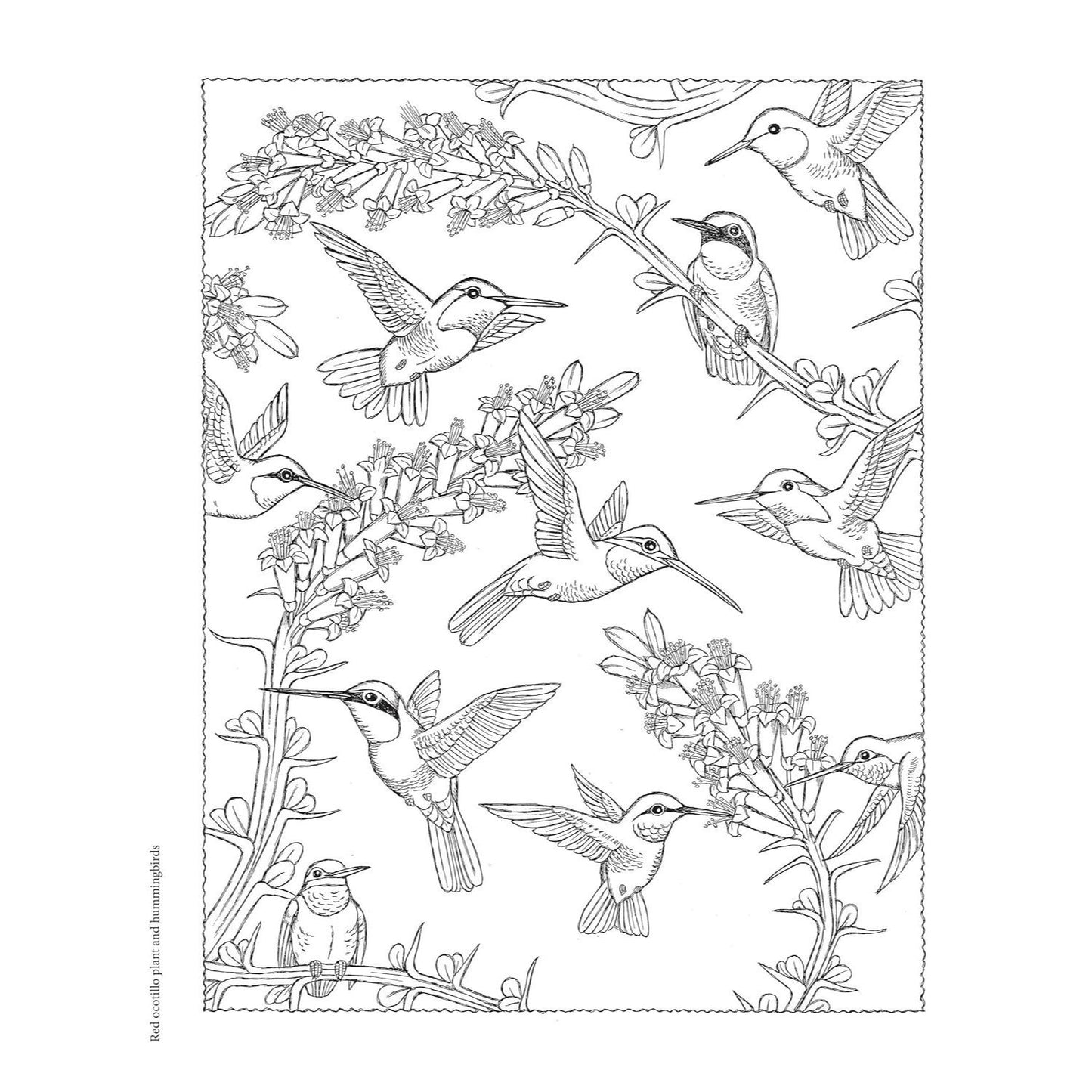 NatureScapes (First Edition, First)