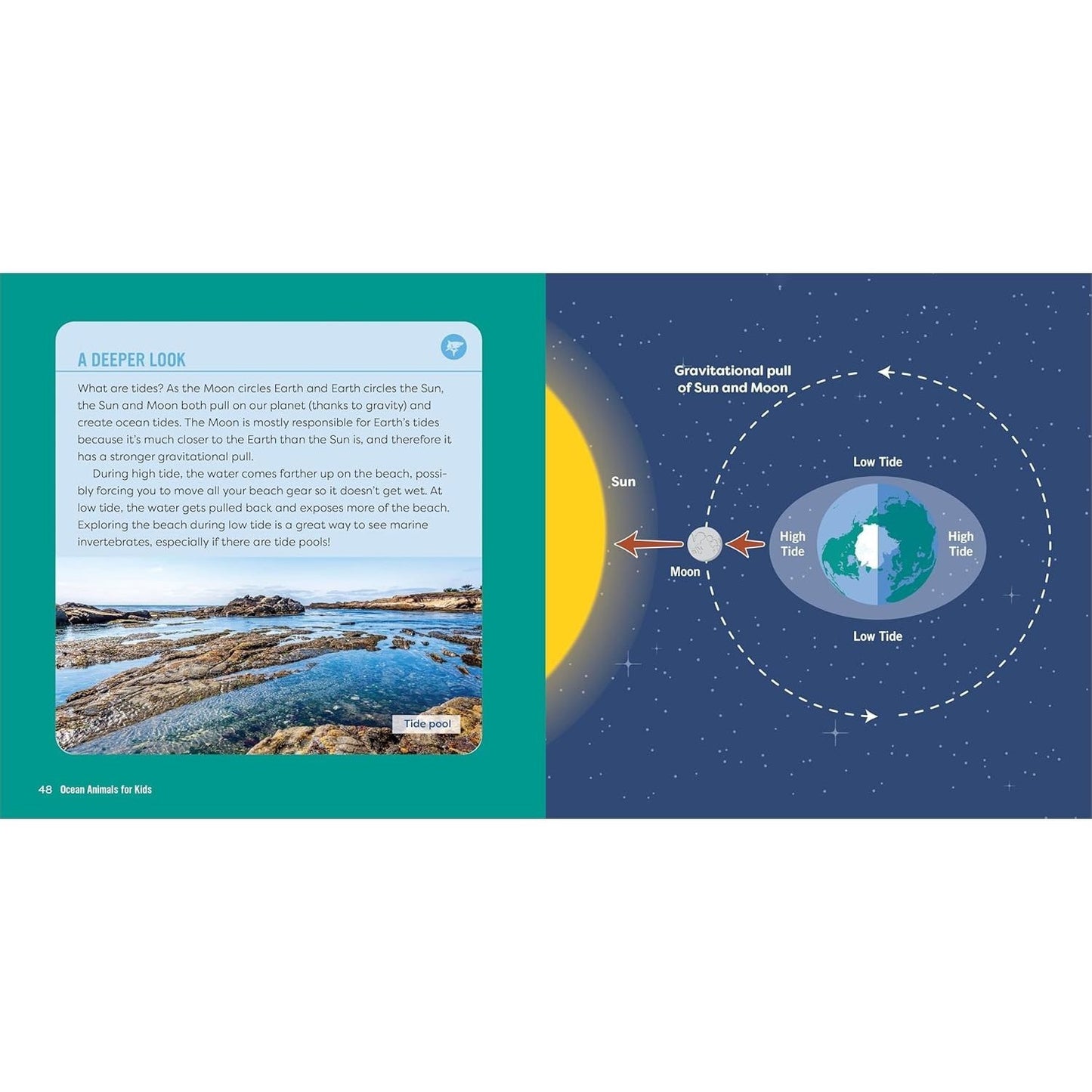 Ocean Animals for Kids: A Junior Scientist's Guide to Whales, Sharks, and Other Marine Life (Junior Scientists)