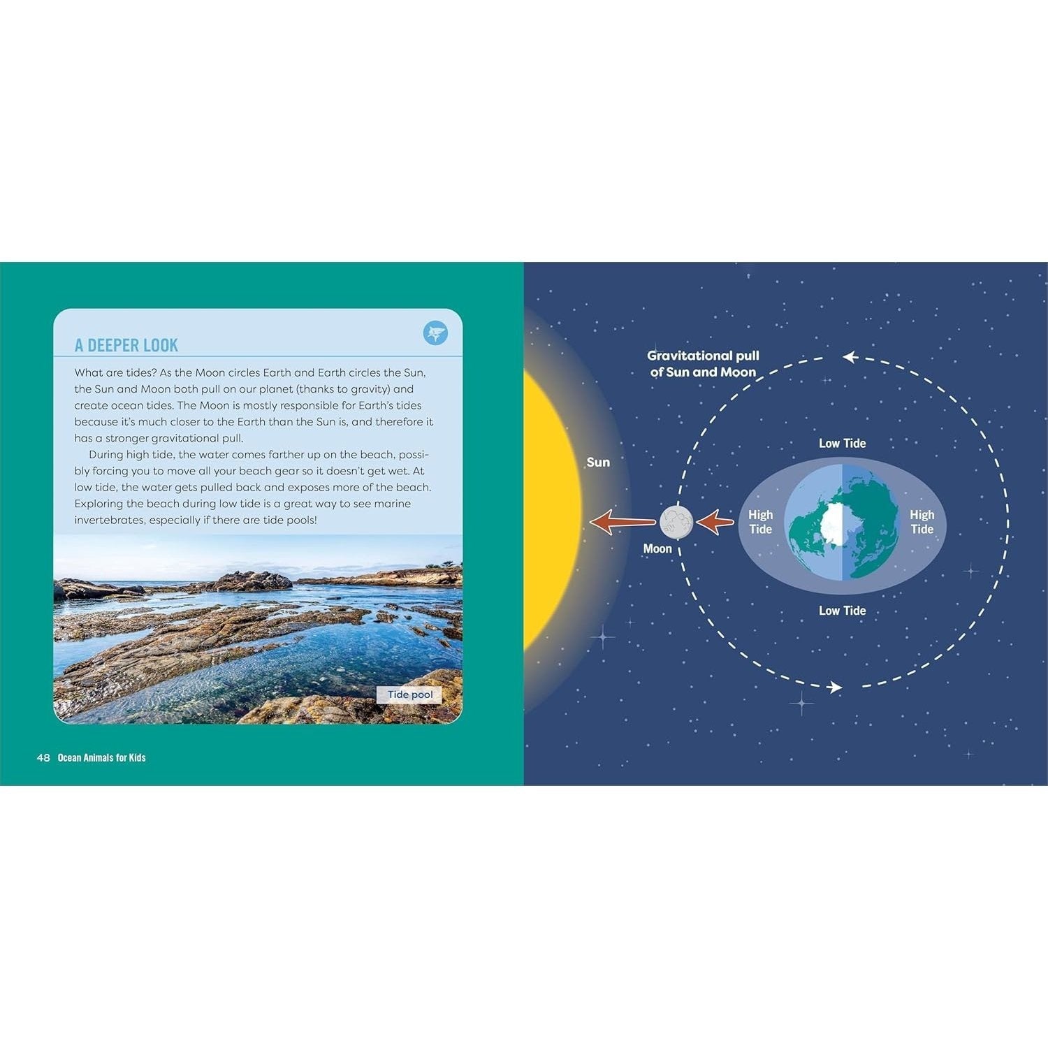 Ocean Animals for Kids: A Junior Scientist's Guide to Whales, Sharks, and Other Marine Life (Junior Scientists)