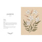 Floriography: An Illustrated Guide to the Victorian Language of Flowers Volume 1 (Hidden Languages)