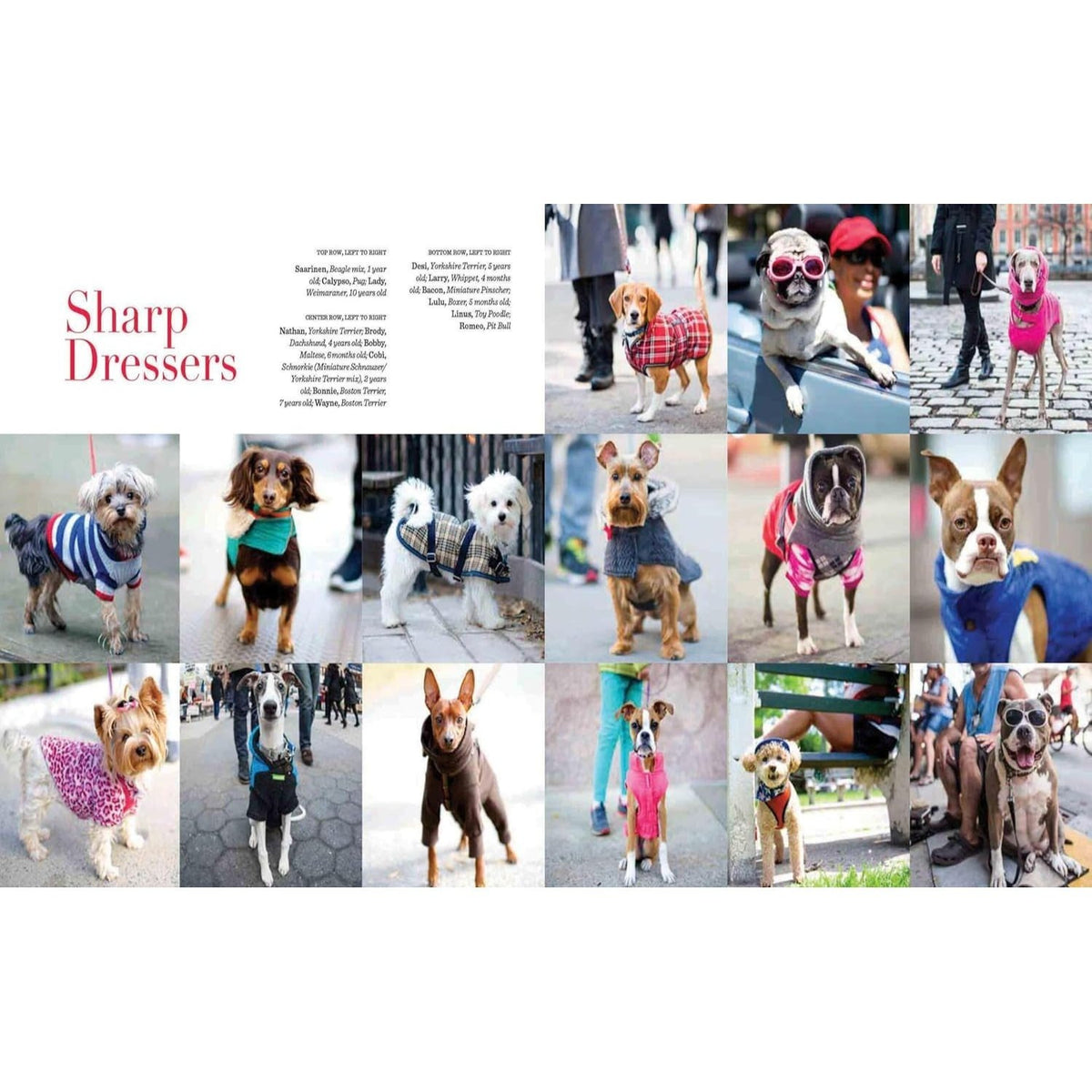 The Dogist: Photographic Encounters with 1,000 Dogs (Spiral Bound)