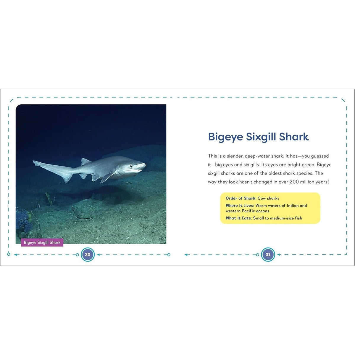 My First Book of Sharks: All about the Largest Fish in the Sea for Kids