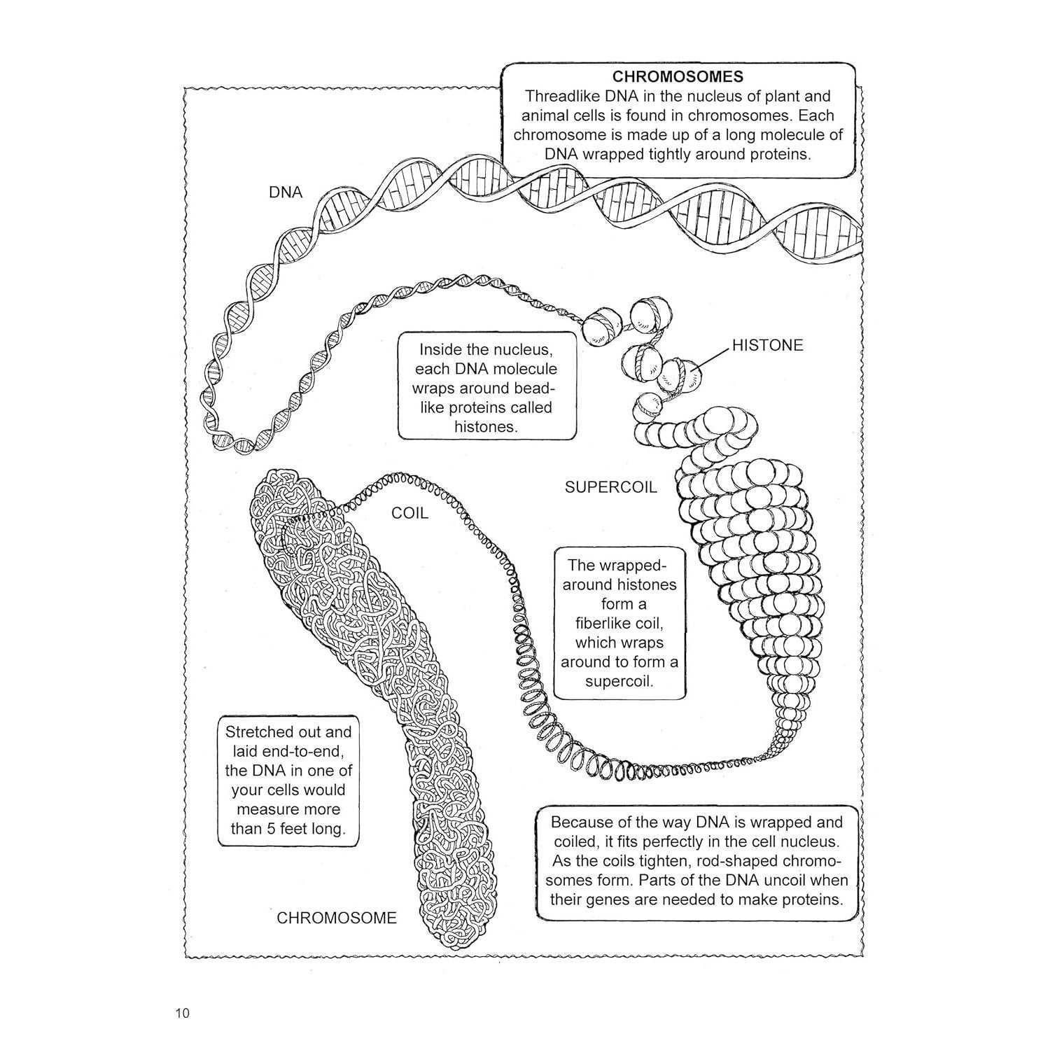 My First Book about Genetics