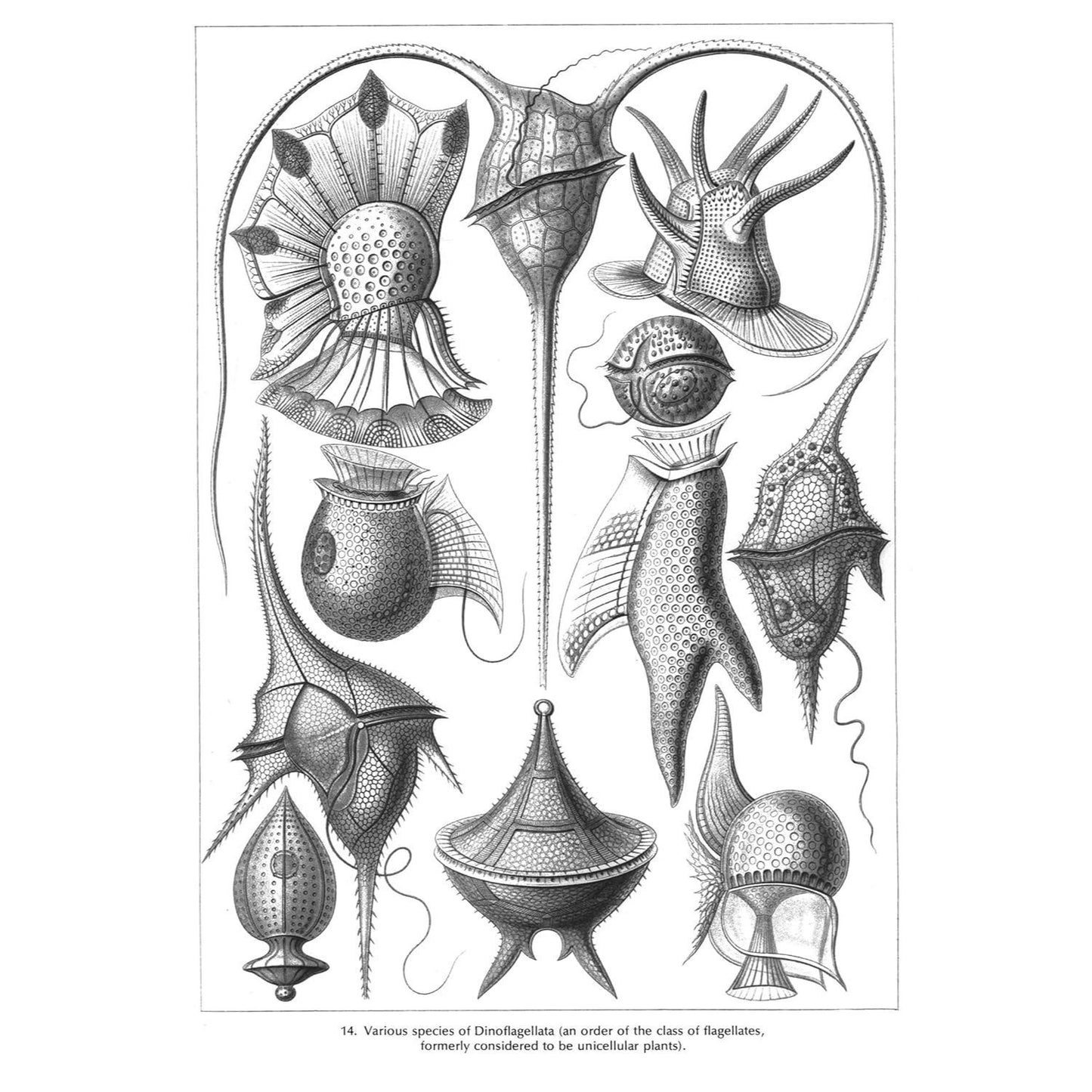 Art Forms in Nature (Revised)