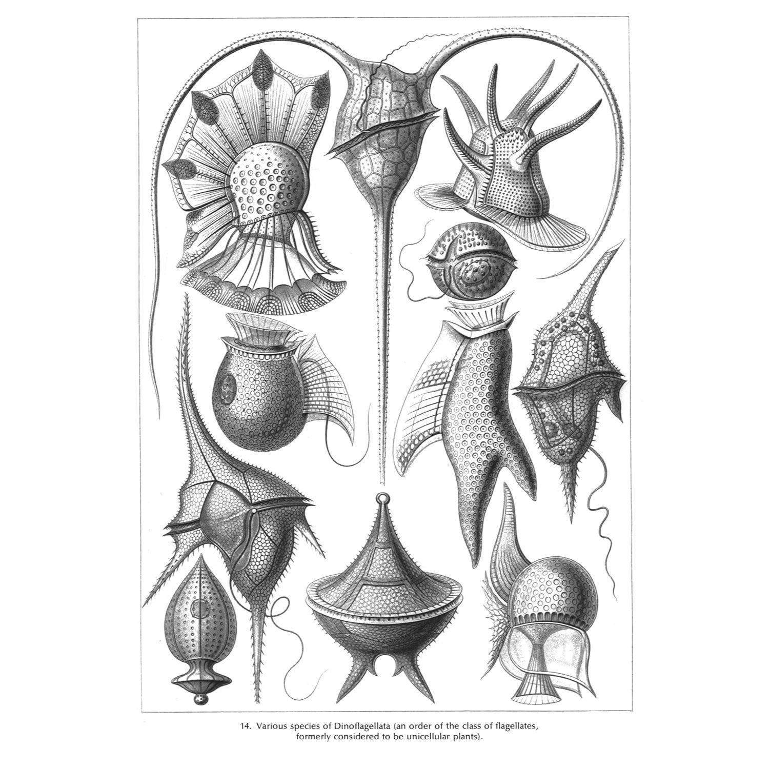 Art Forms in Nature (Revised)