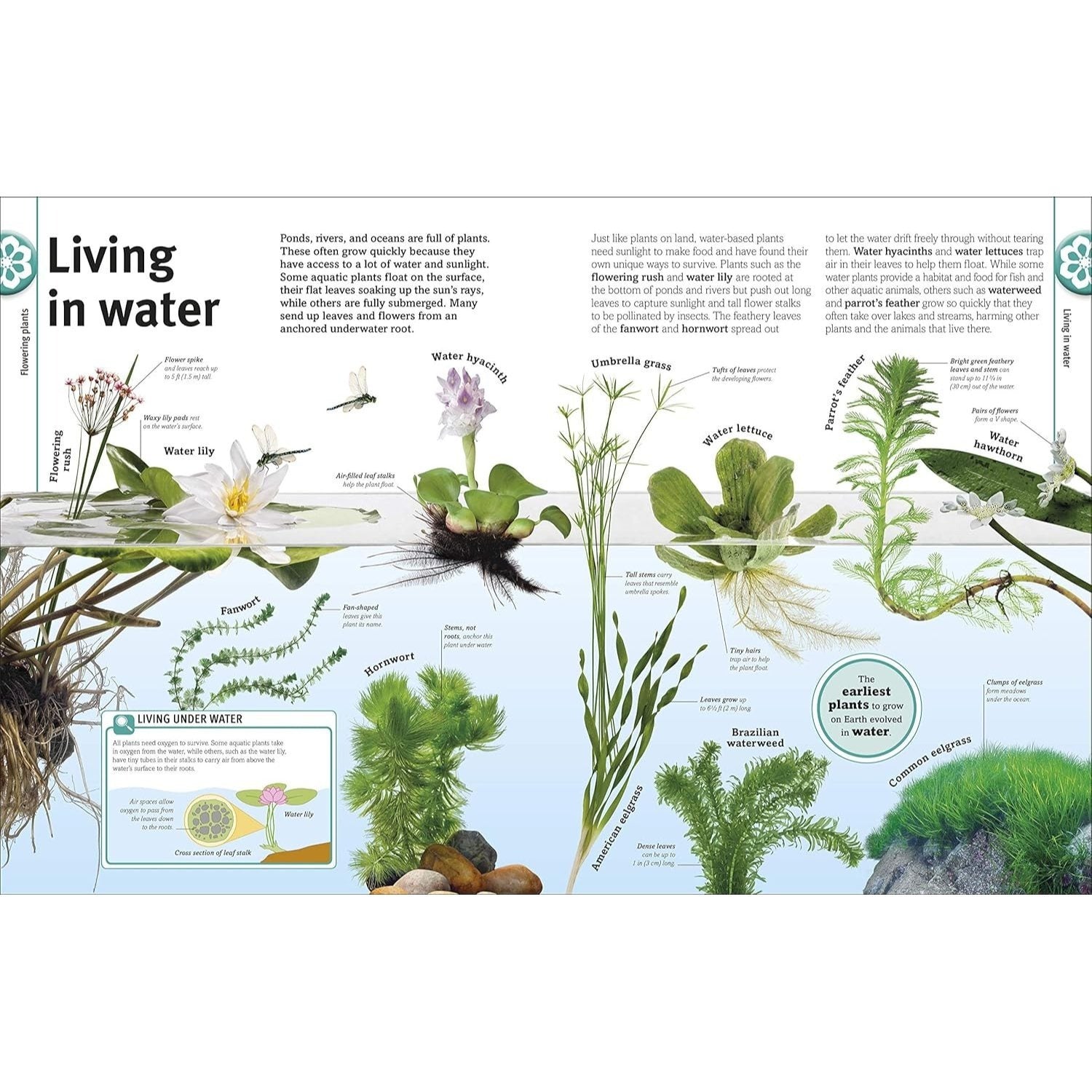 Trees, Leaves, Flowers and Seeds: A Visual Encyclopedia of the Plant Kingdom (DK Our World in Pictures) (Spiral Bound)
